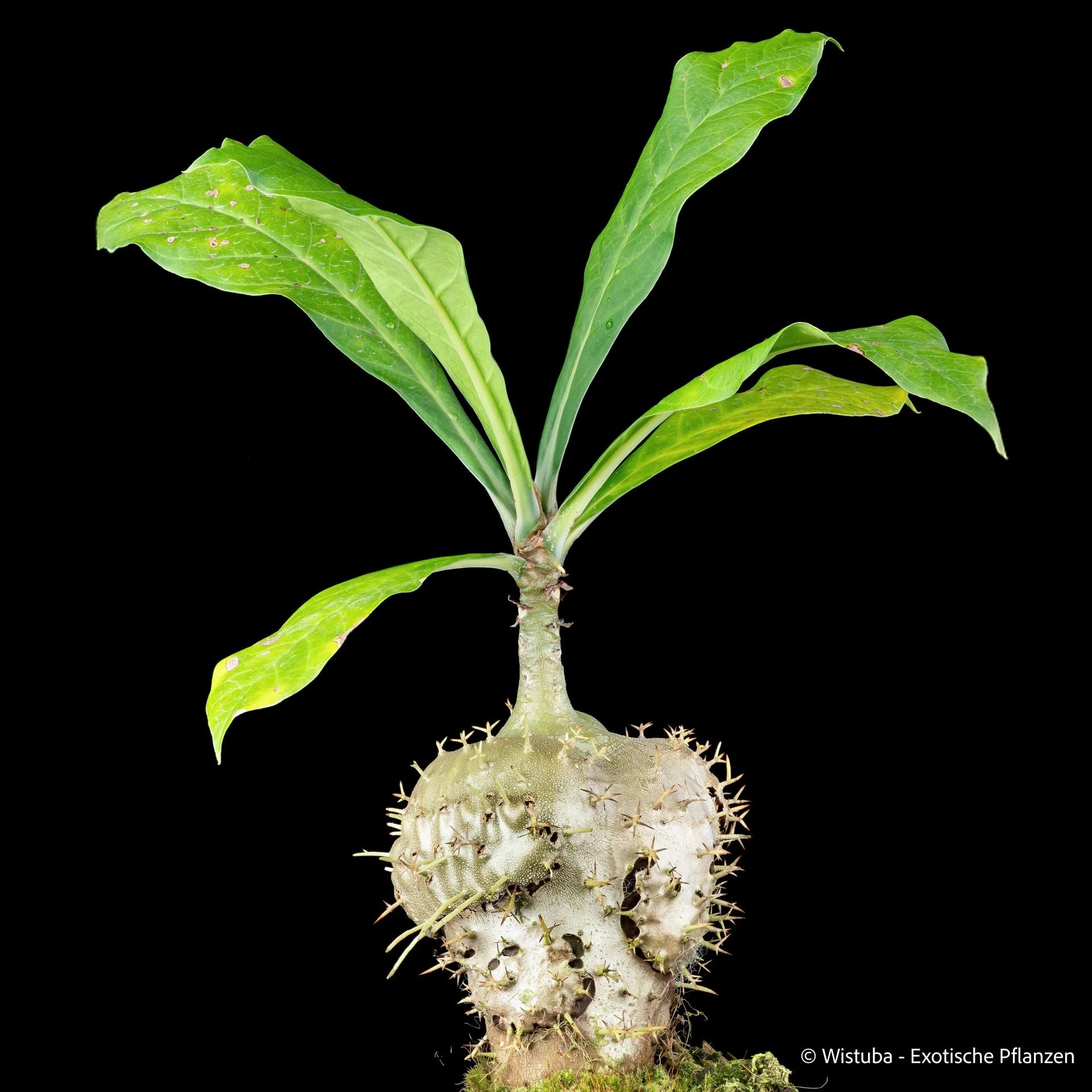 Myrmecodia spec. versteegii (Sorong, Irian Jaya) 大森食虫植物農園