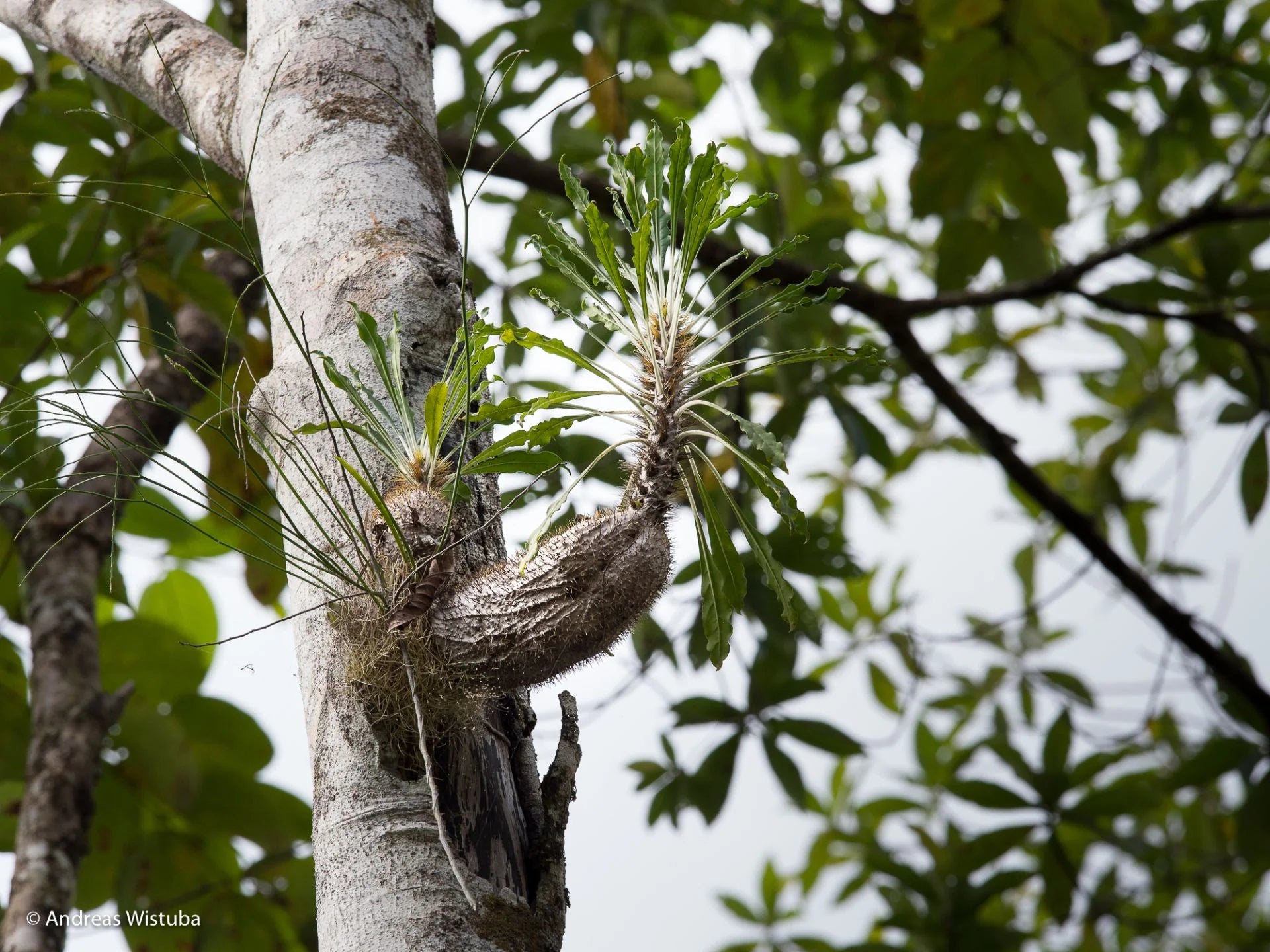 Myrmecodia spec. white petioles (M. erinacea/M. alata complex, Nabire, Irian Jaya) 大森食虫植物農園
