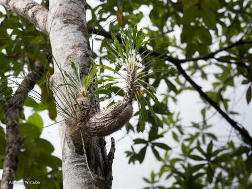 Myrmecodia spec. white petioles (M. erinacea/M. alata complex, Nabire, Irian Jaya) 大森食虫植物農園