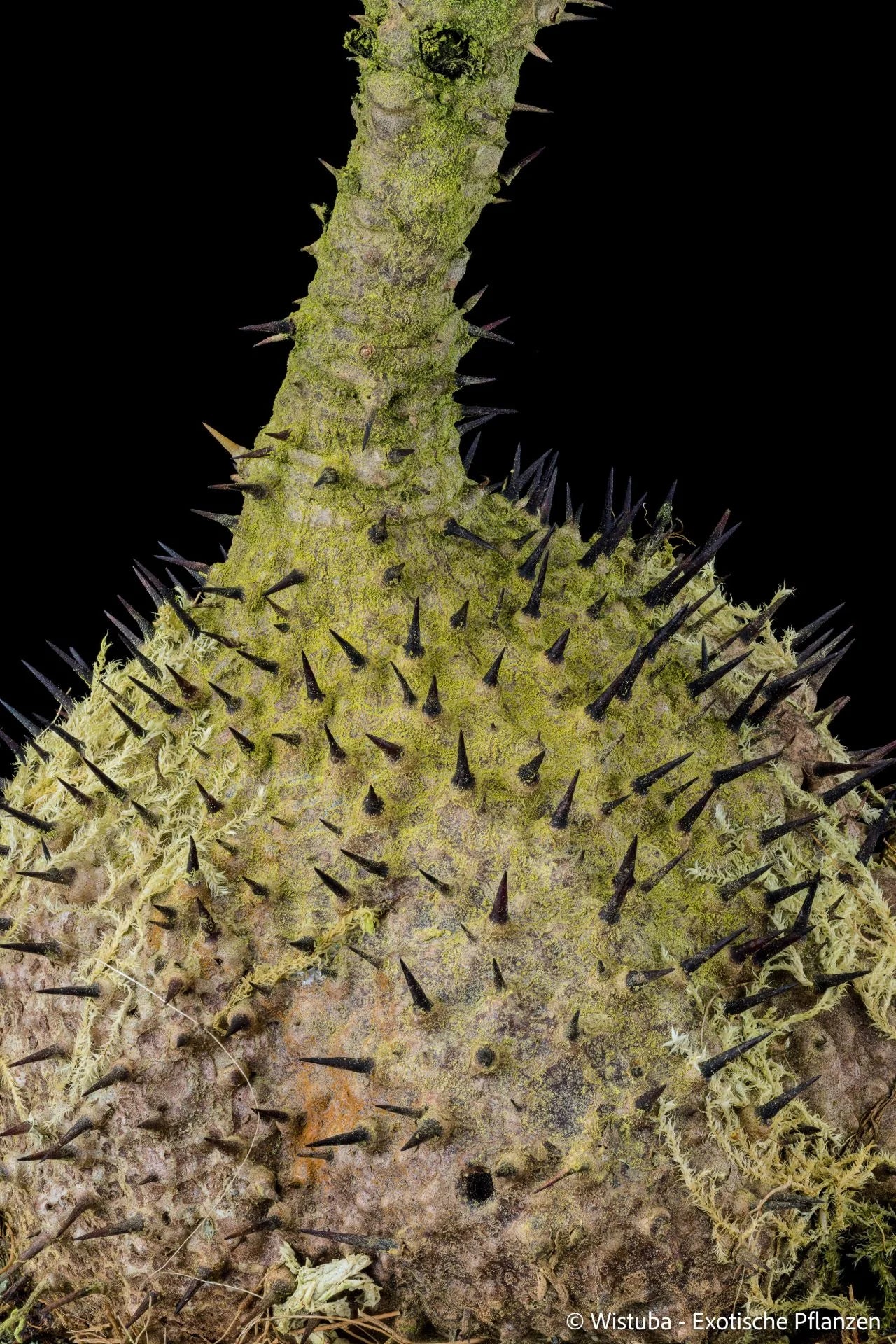 Myrmecodia tuberosa papuana 大森食虫植物農園