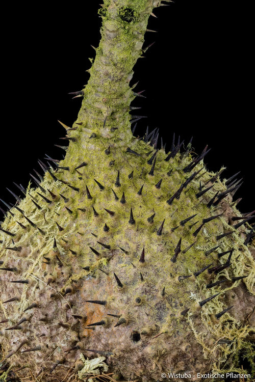 Myrmecodia tuberosa papuana 大森食虫植物農園