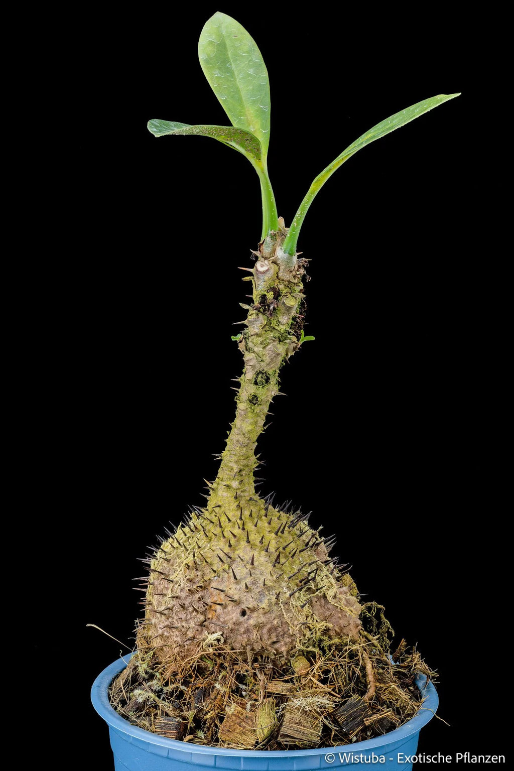 Myrmecodia tuberosa papuana 大森食虫植物農園
