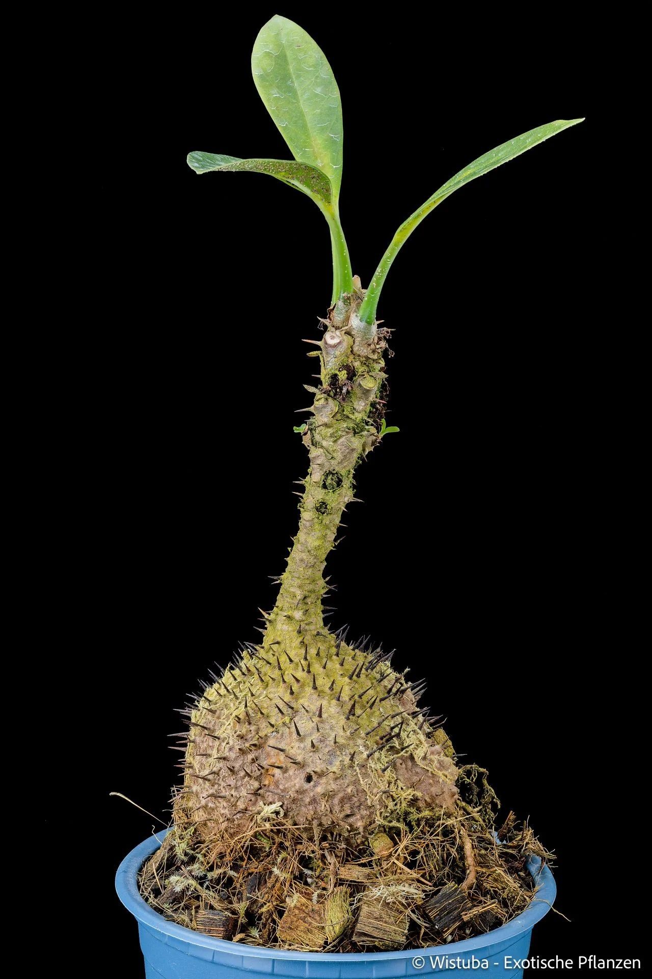 Myrmecodia tuberosa papuana 大森食虫植物農園