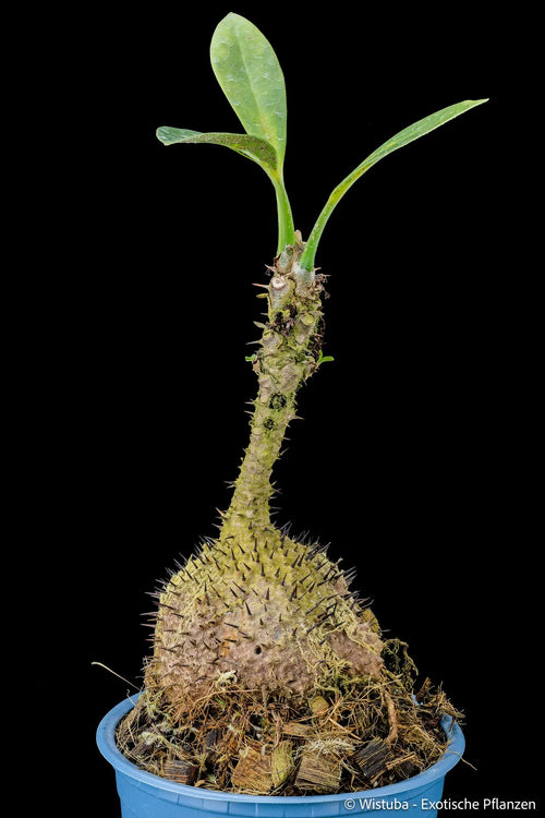 Myrmecodia tuberosa papuana 大森食虫植物農園