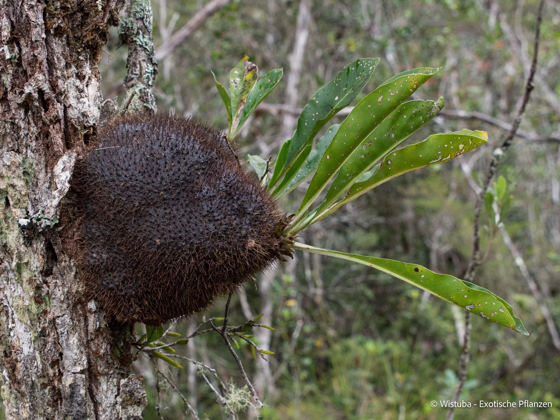 Myrmephytum arfakianum (Arfak Mountains, Irian Jaya) 大森食虫植物農園