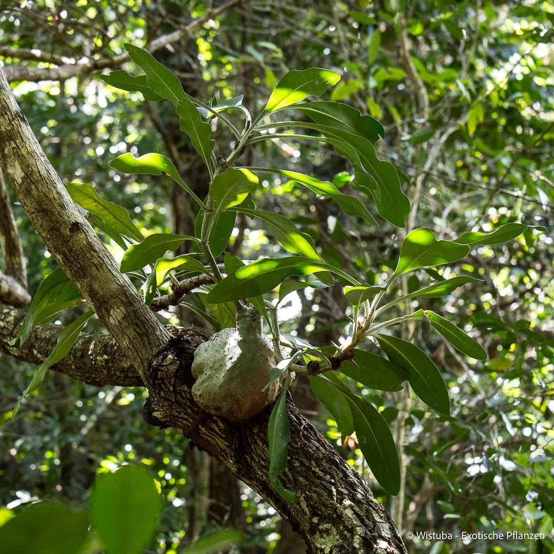 Myrmephytum cf. naumannii (MacCluer Gulf, Irian Jaya) 大森食虫植物農園