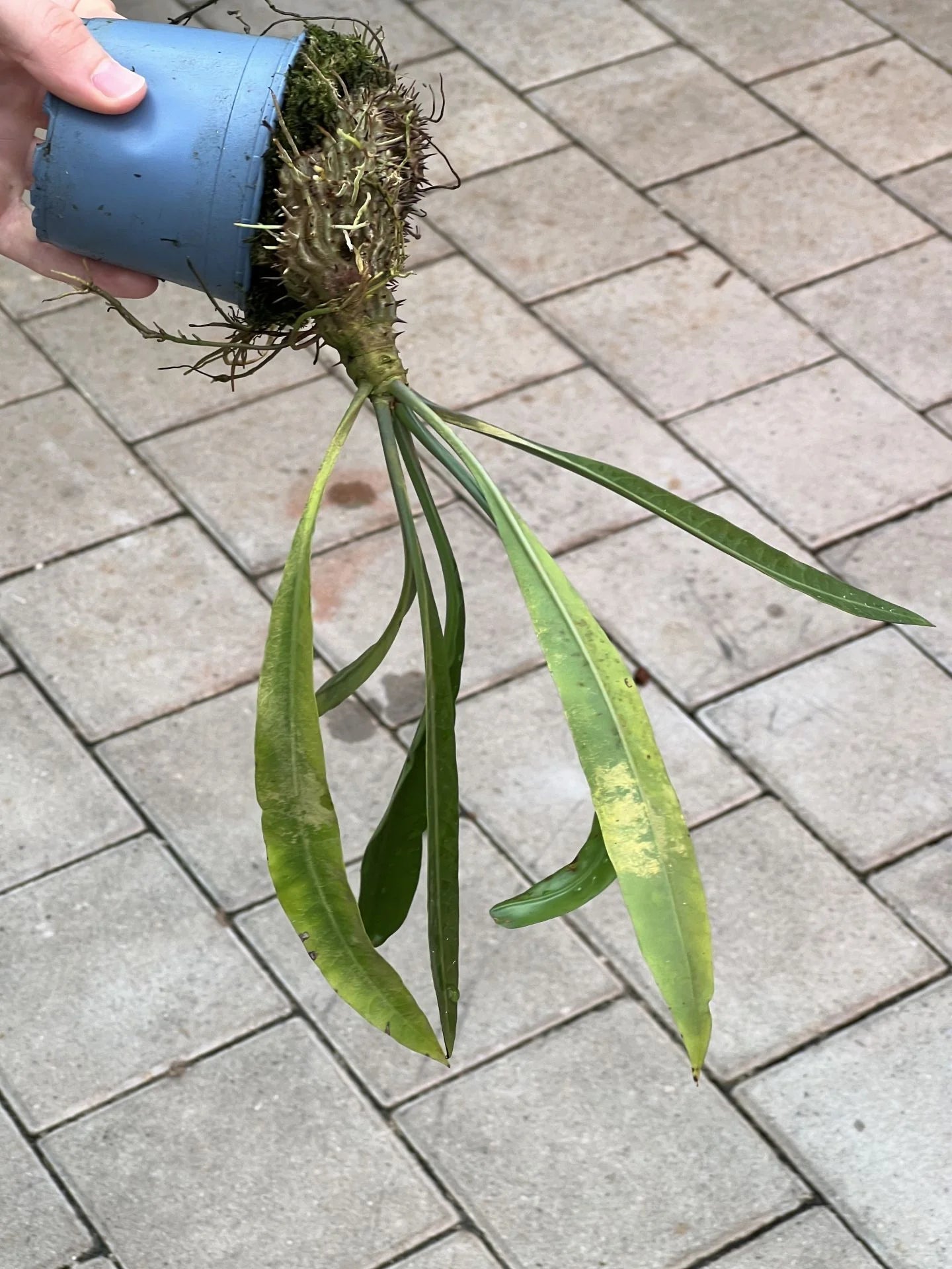 Myrmephytum longissimum (nomen nudum) (Nabire, Irian Jaya) 大森食虫植物農園