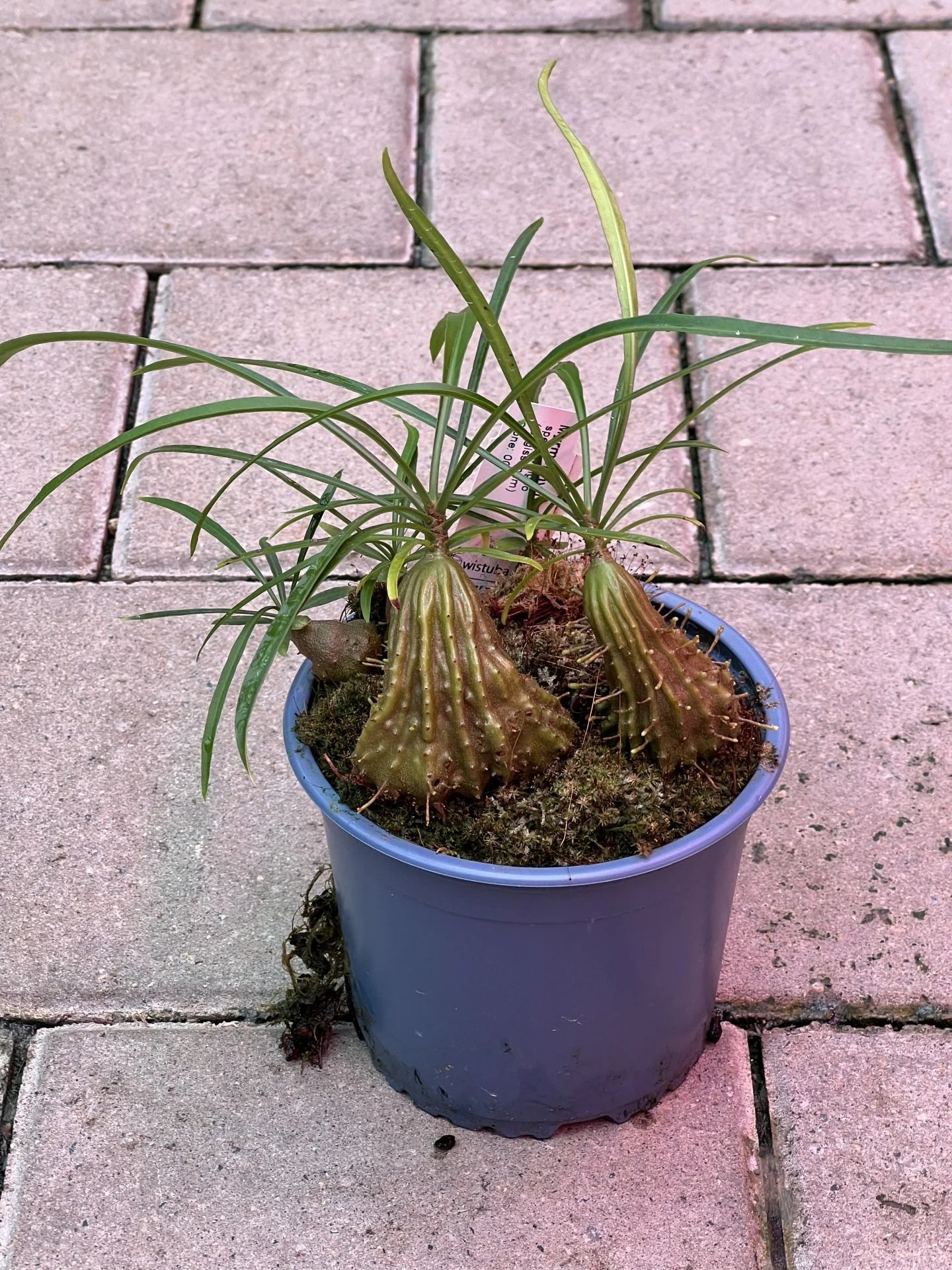 Myrmephytum longissimum (nomen nudum) (Waigeo, Irian Jaya) 大森食虫植物農園