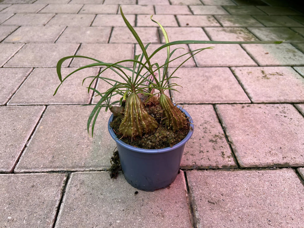 Myrmephytum longissimum (nomen nudum) (Waigeo, Irian Jaya) 大森食虫植物農園