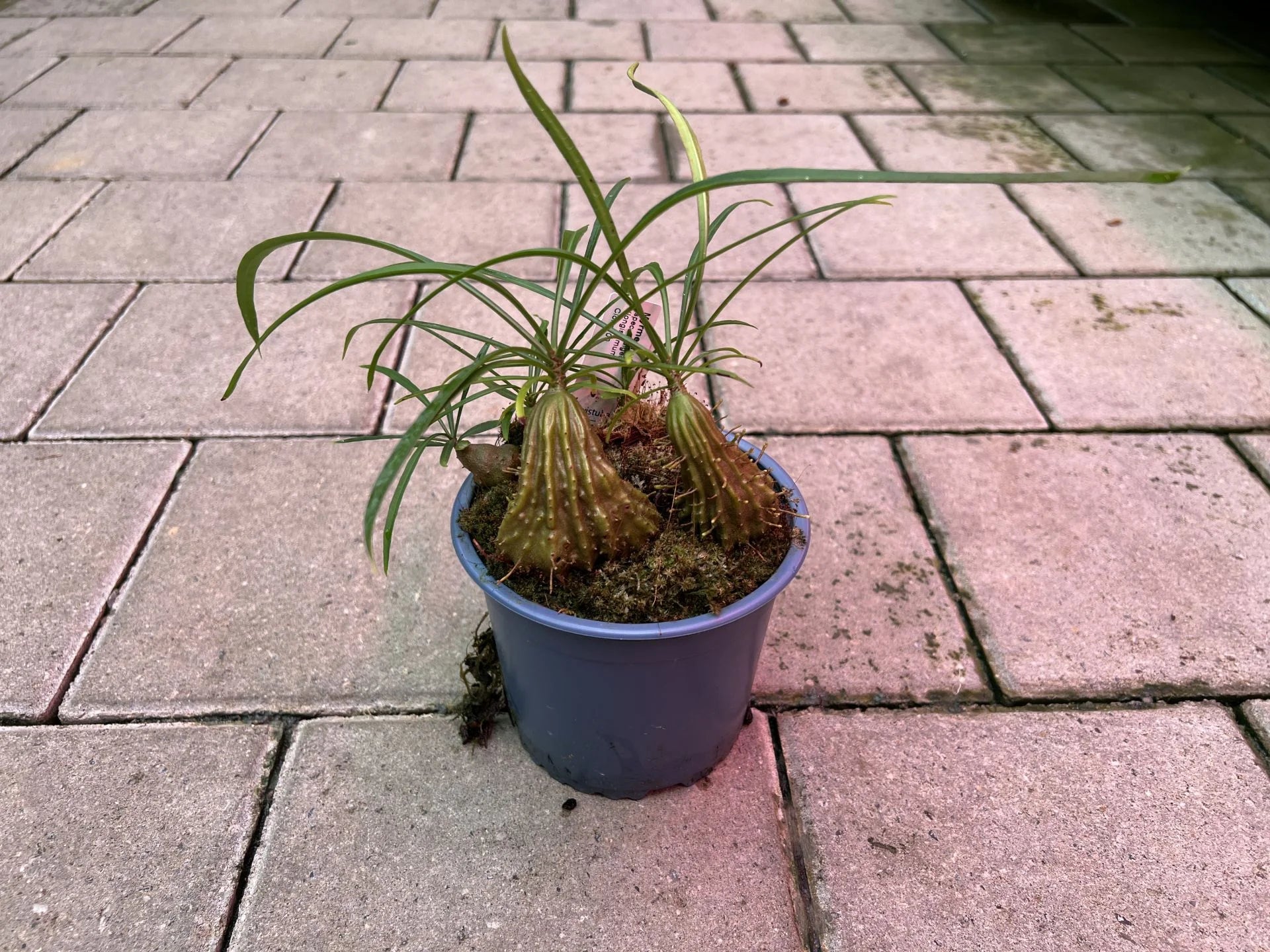 Myrmephytum longissimum (nomen nudum) (Waigeo, Irian Jaya) 大森食虫植物農園