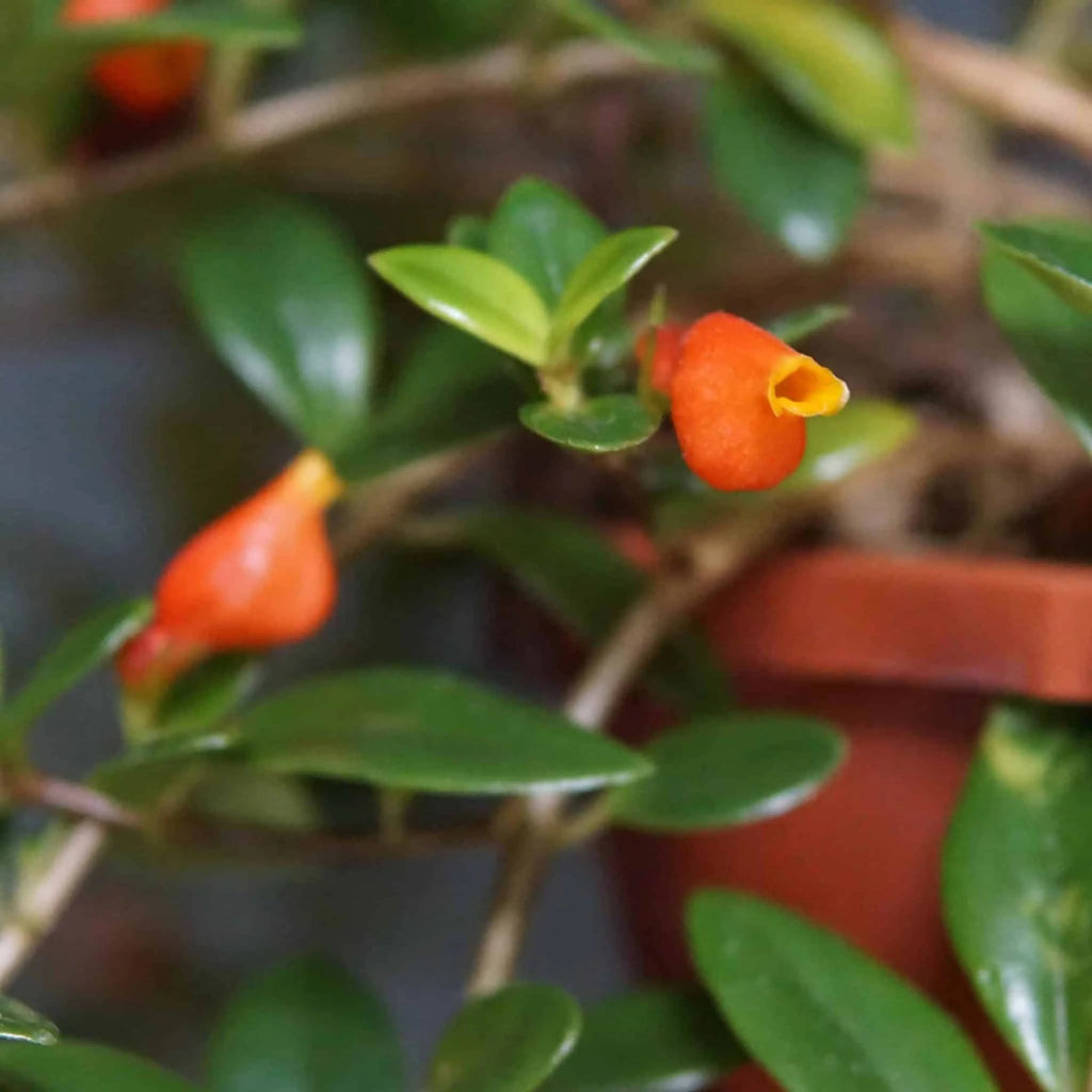 Nemathanthus cf. wettsteinii, Brasil 大森食虫植物農園