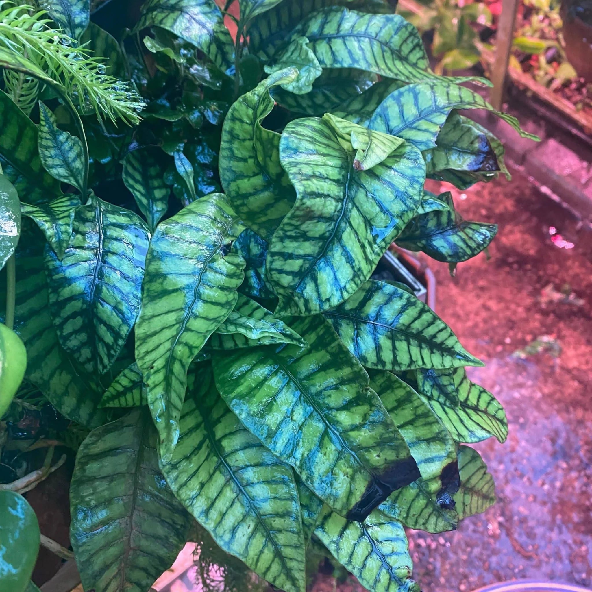 Neolepisorus ovatus 大森食虫植物農園