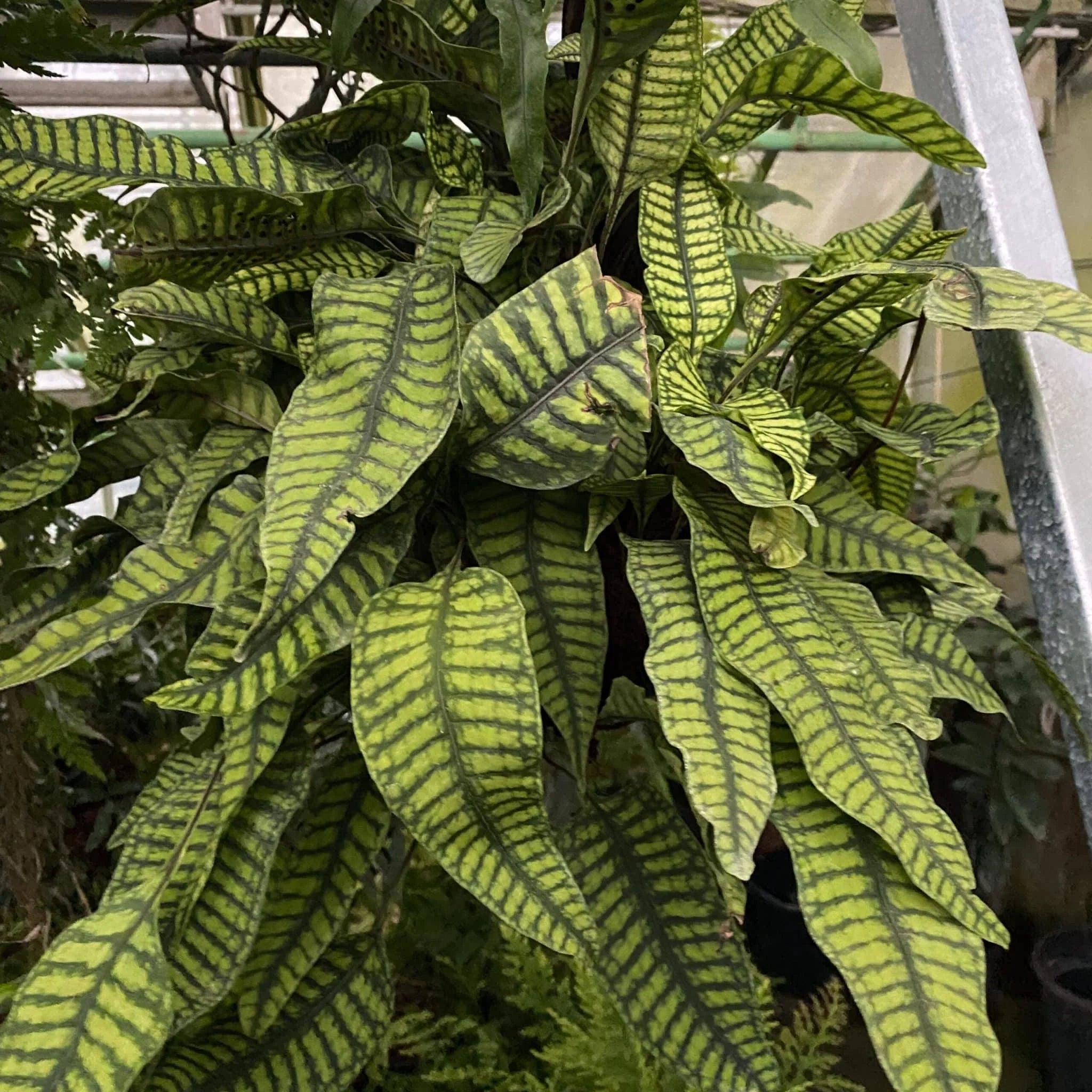 Neolepisorus ovatus 大森食虫植物農園