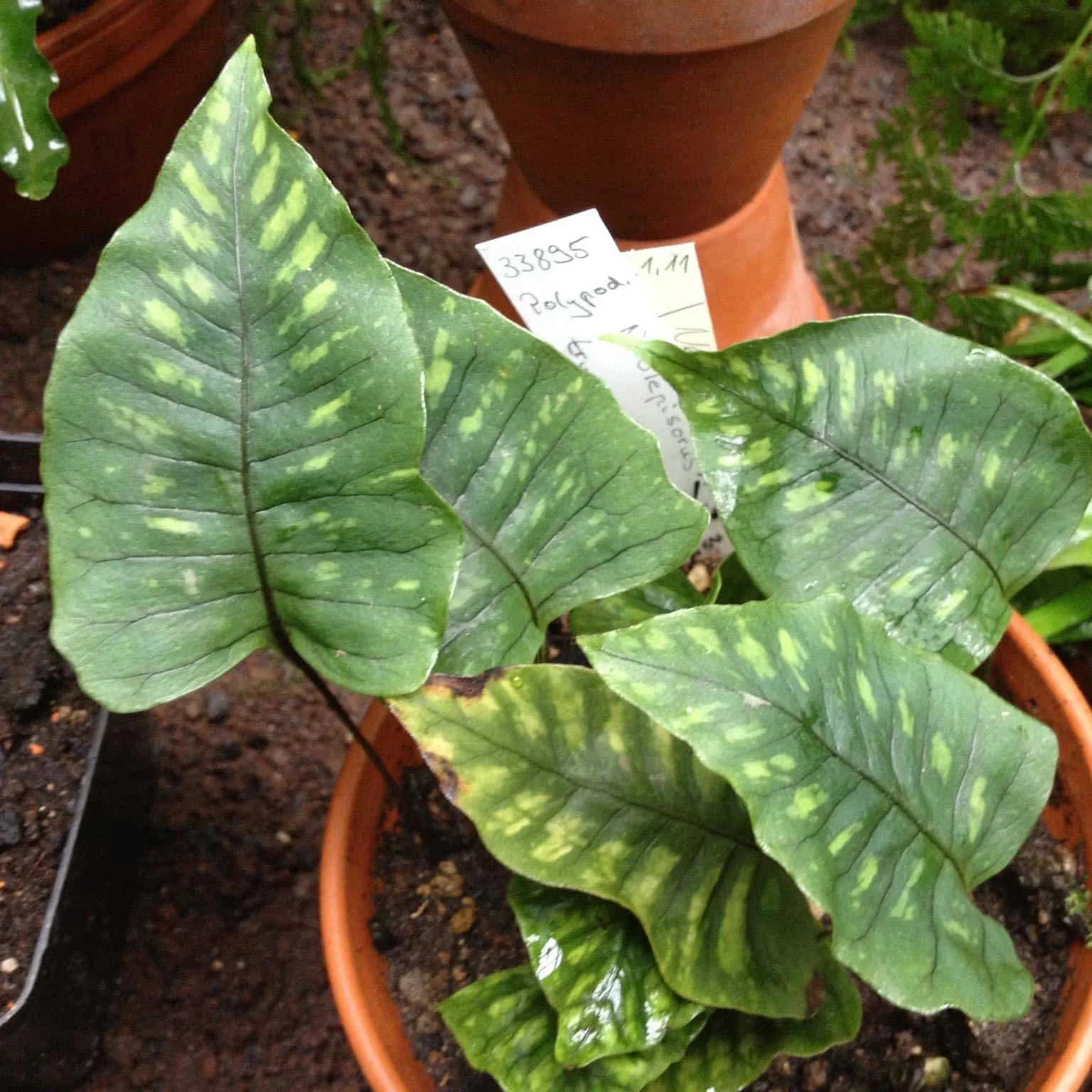 Neolepisorus ovatus 大森食虫植物農園