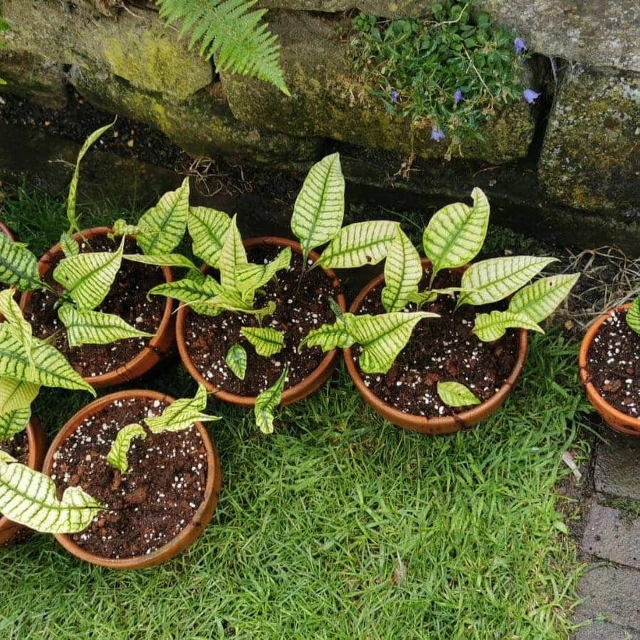 Neolepisorus ovatus 大森食虫植物農園