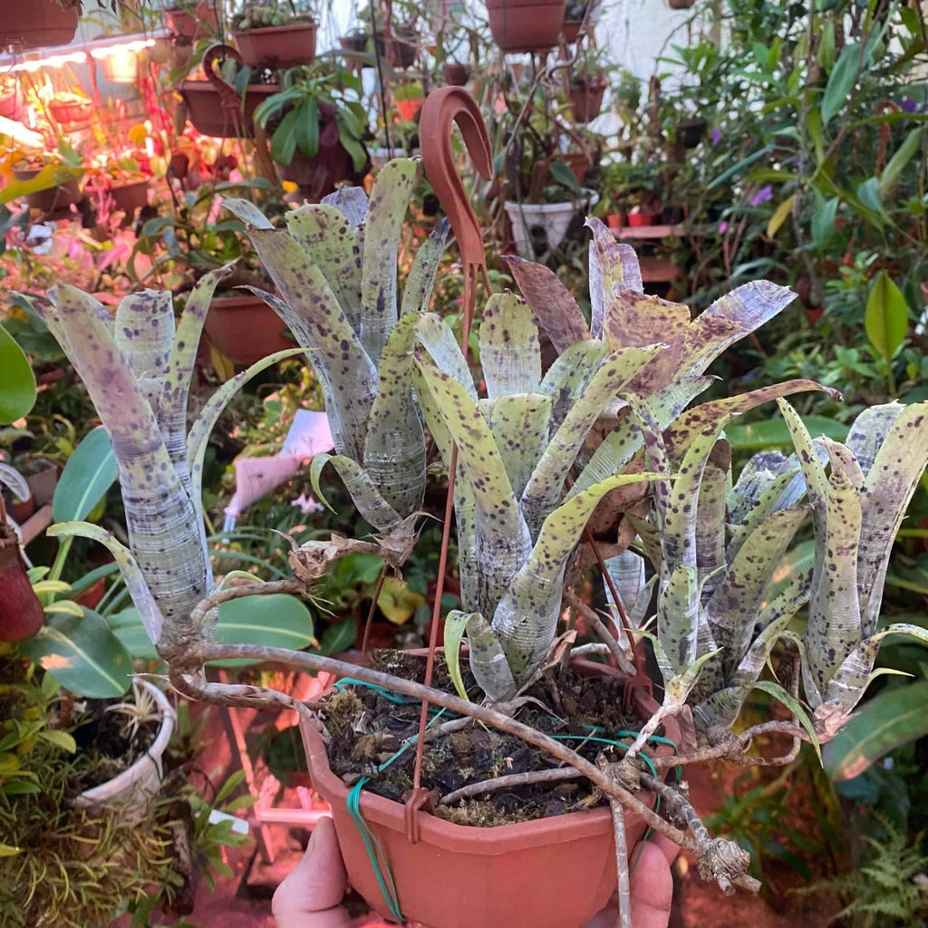 Neoregelia pauciflora 大森食虫植物農園