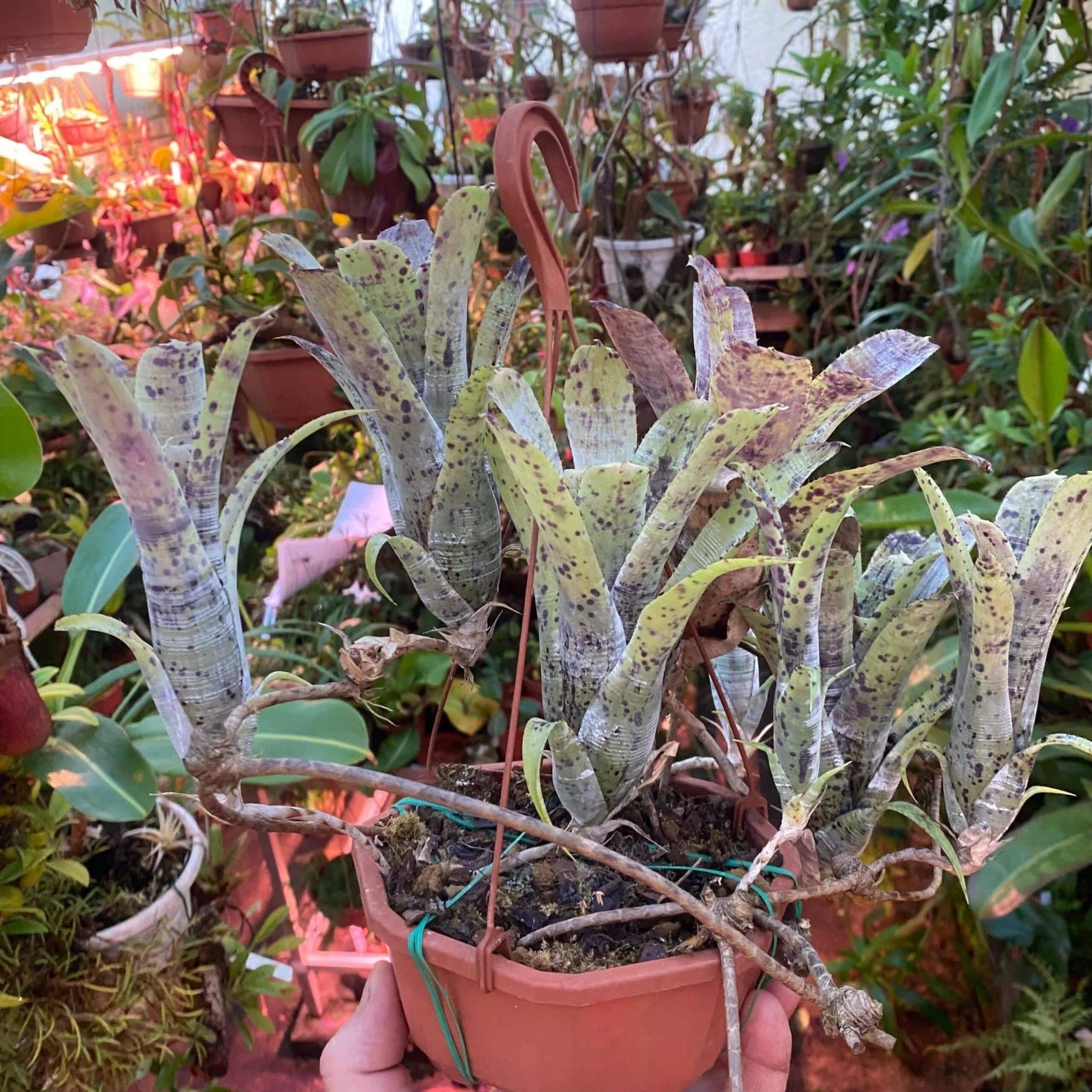 Neoregelia pauciflora 大森食虫植物農園
