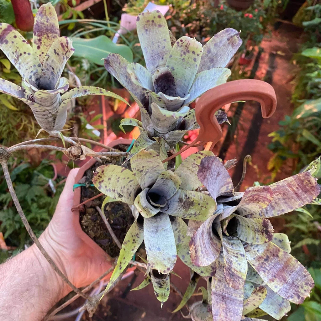 Neoregelia pauciflora 大森食虫植物農園