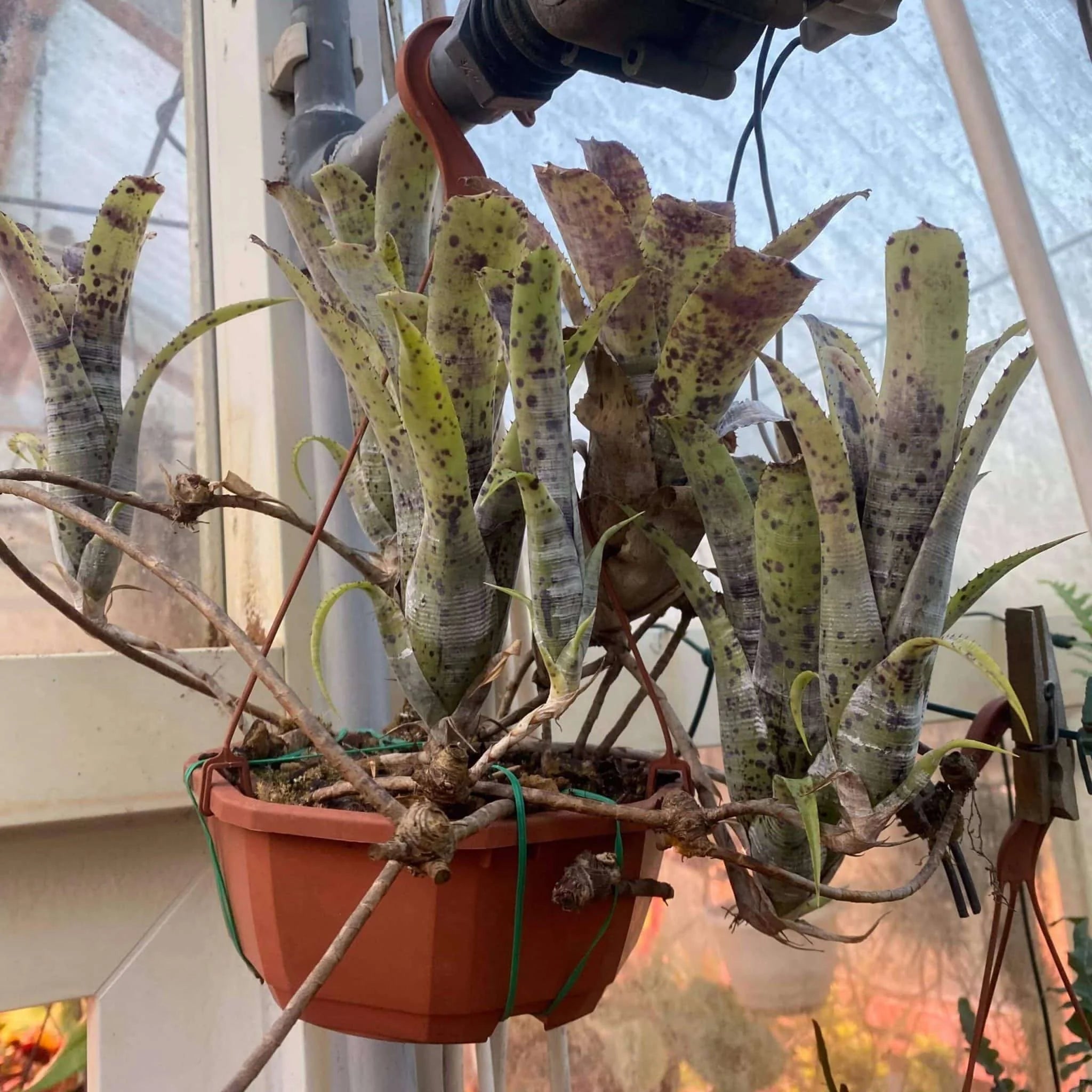 Neoregelia pauciflora 大森食虫植物農園