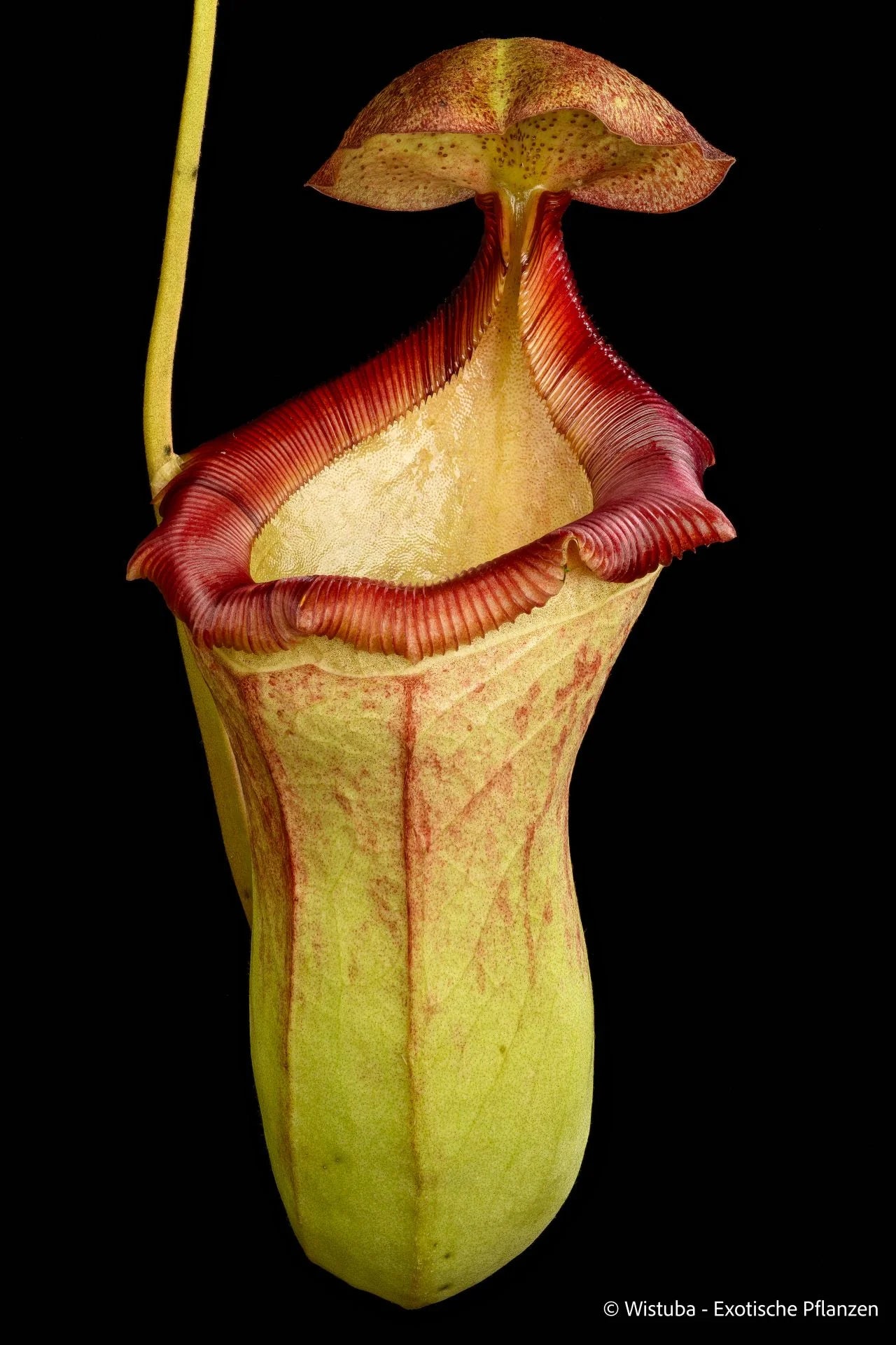 Nepenthes Viking × campanulata 大森食虫植物農園