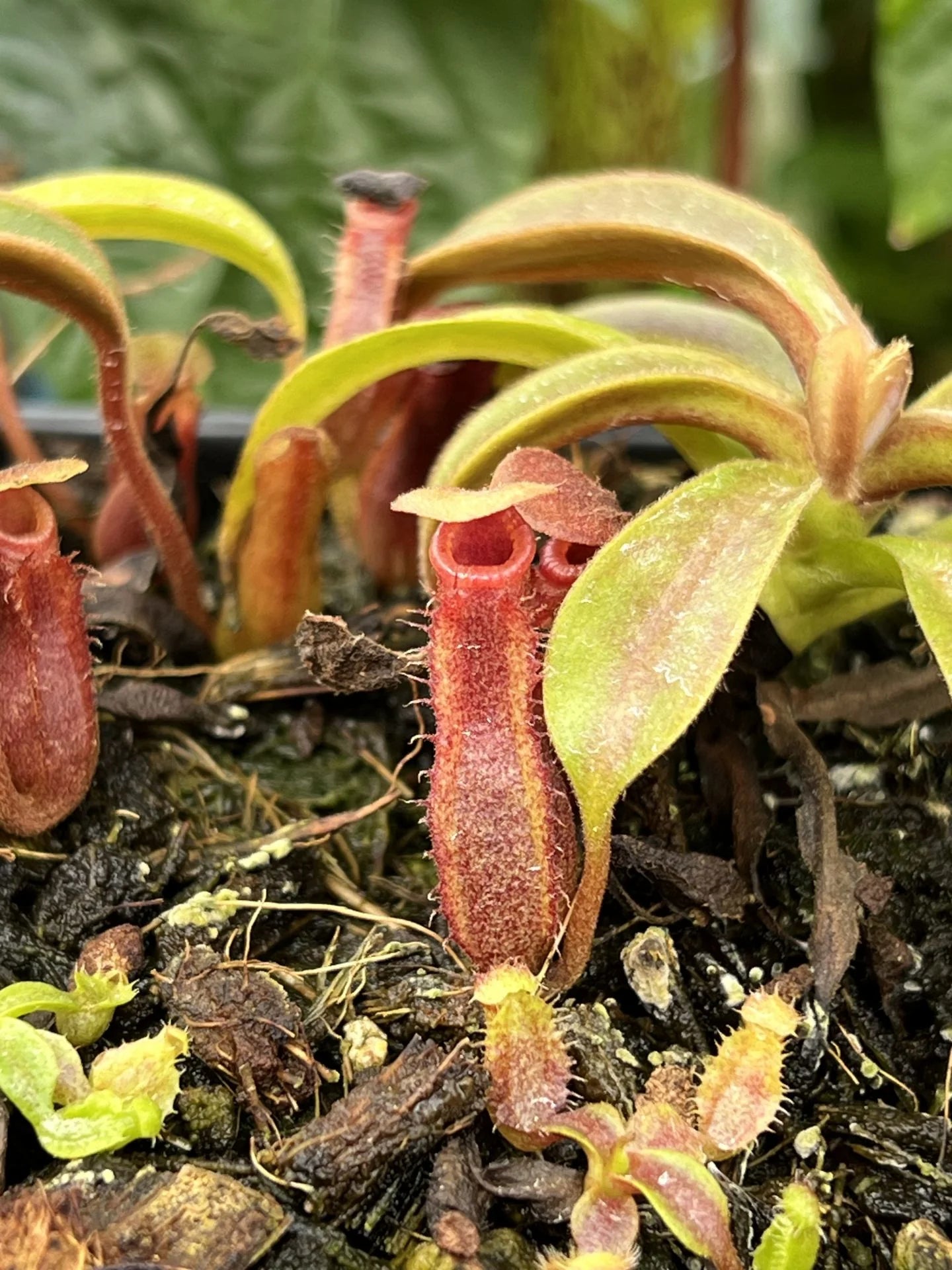 Nepenthes ((lowii x veitchii) x boschiana) x Trusmadiensis 大森食虫植物農園