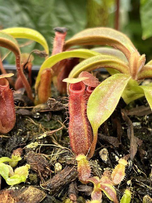 Nepenthes ((lowii x veitchii) x boschiana) x Trusmadiensis 大森食虫植物農園