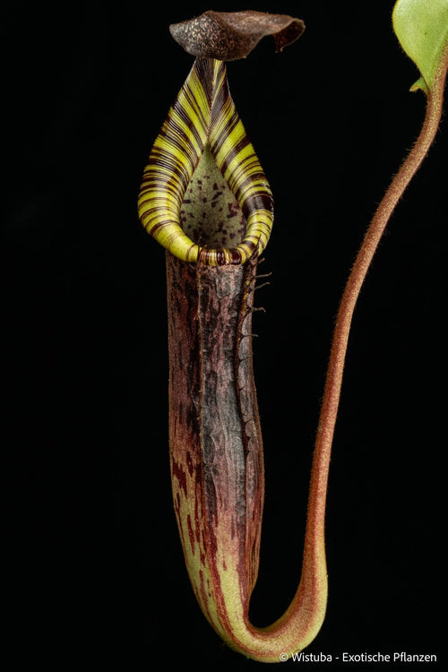 Nepenthes ((lowii x veitchii) x boschiana) x ((veitchii x maxima) x veitchii)) x vogelii 大森食虫植物農園