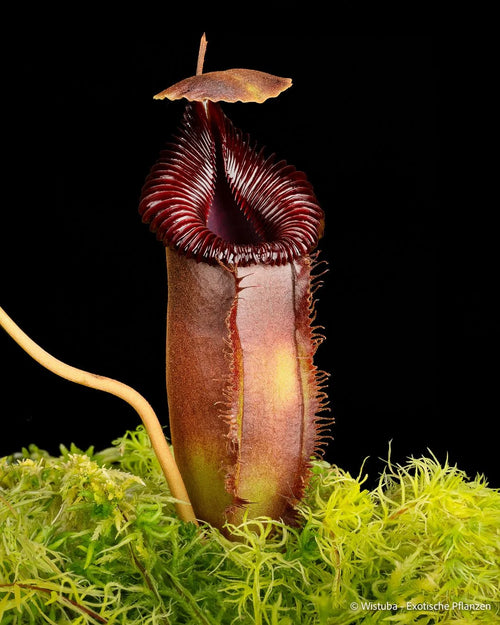 Nepenthes (aristolochioides x flava) x edwardsiana 大森食虫植物農園