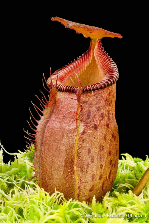 Nepenthes (aristolochioides x flava) x edwardsiana 大森食虫植物農園