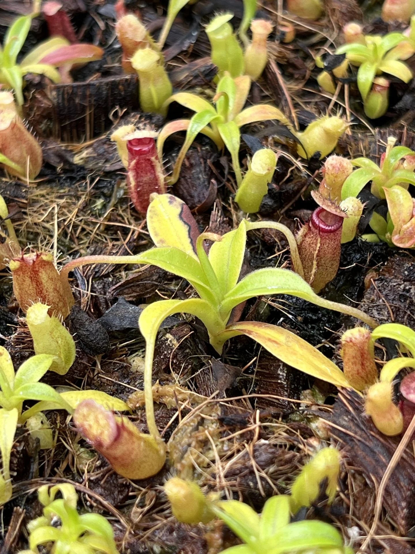 Nepenthes (aristolochioides x flava) x edwardsiana 大森食虫植物農園