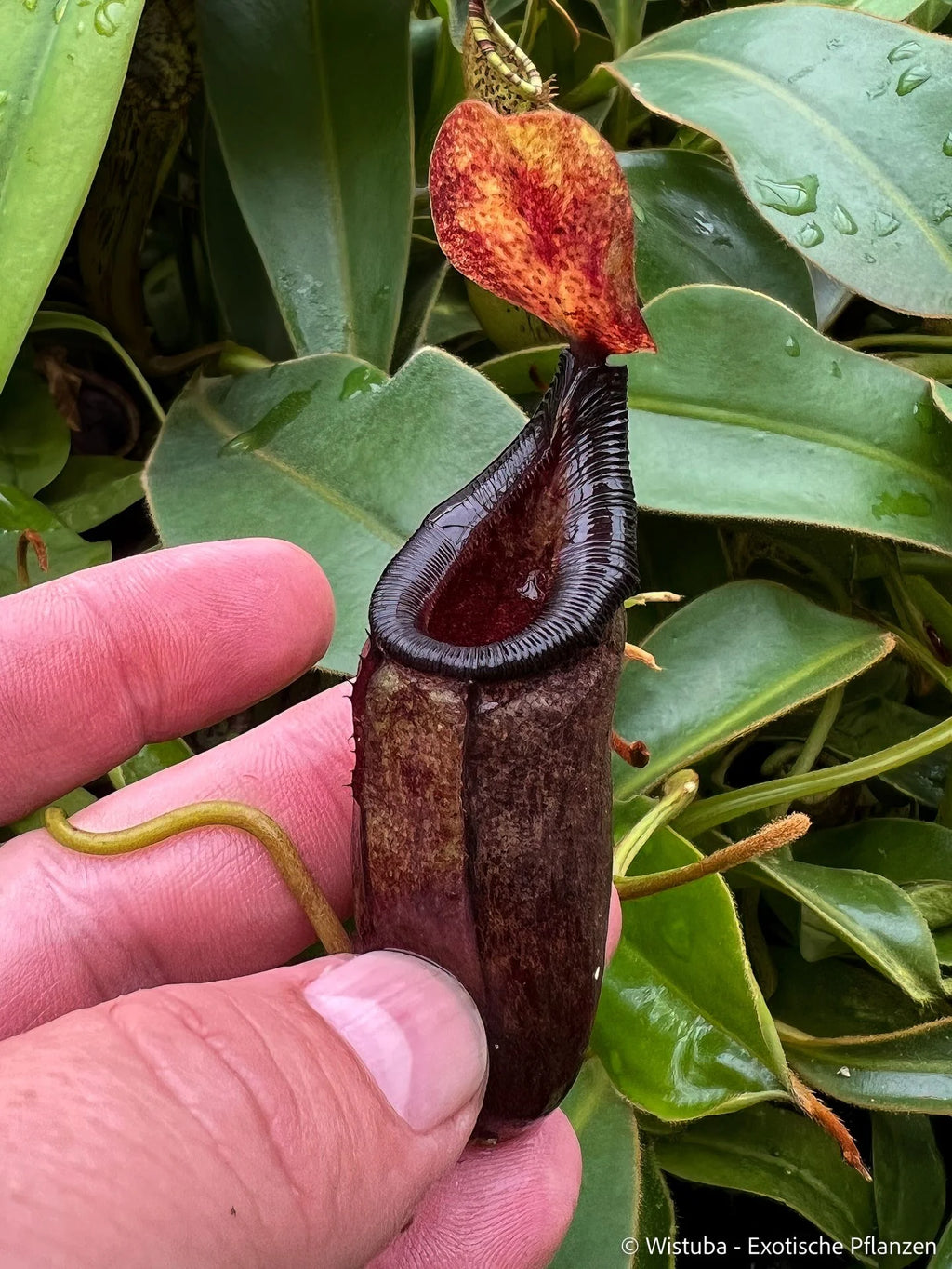 Nepenthes (bongso x inermis) x sibuyanensis 大森食虫植物農園
