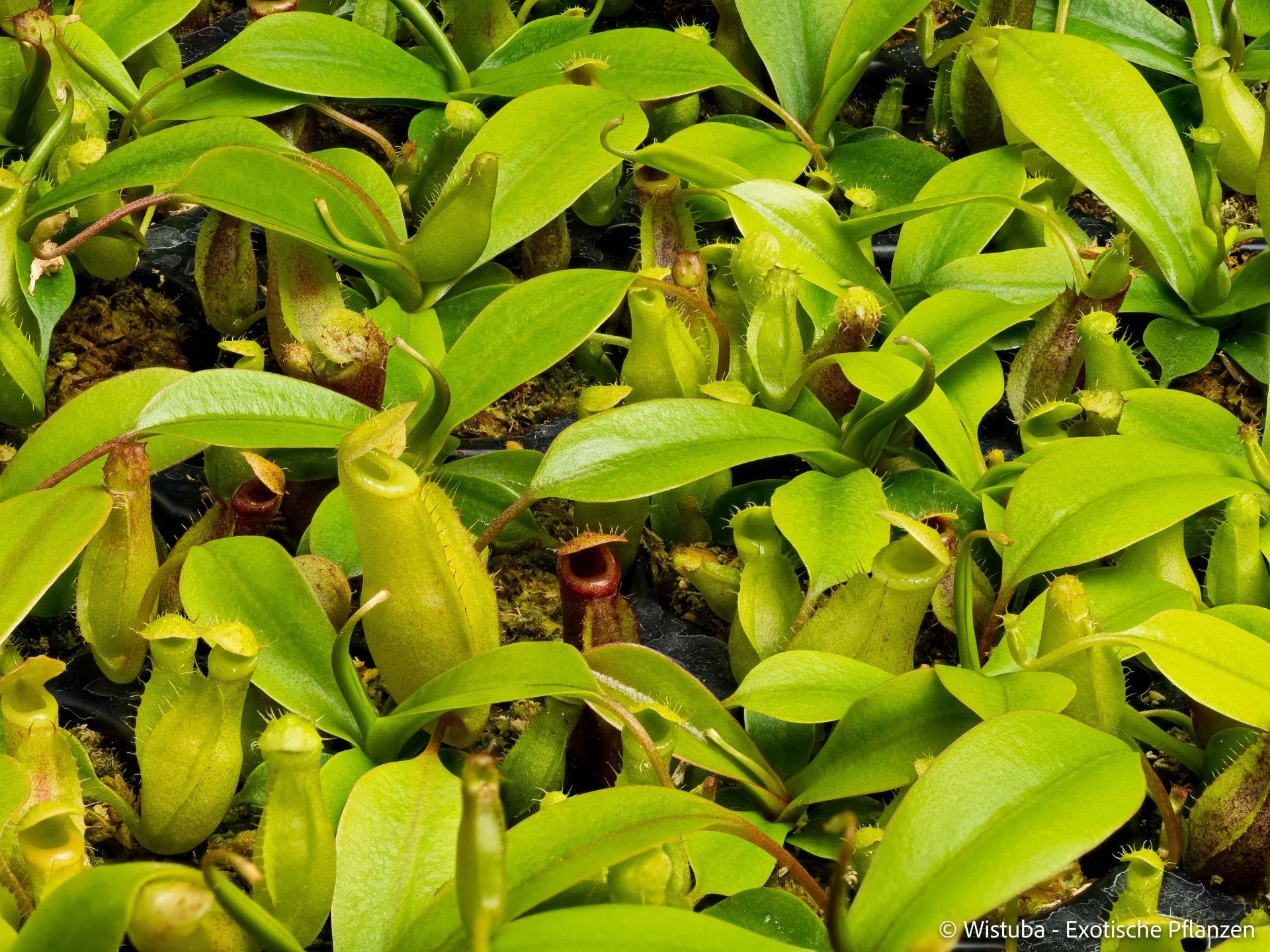 Nepenthes (bongso x inermis) x sibuyanensis 大森食虫植物農園