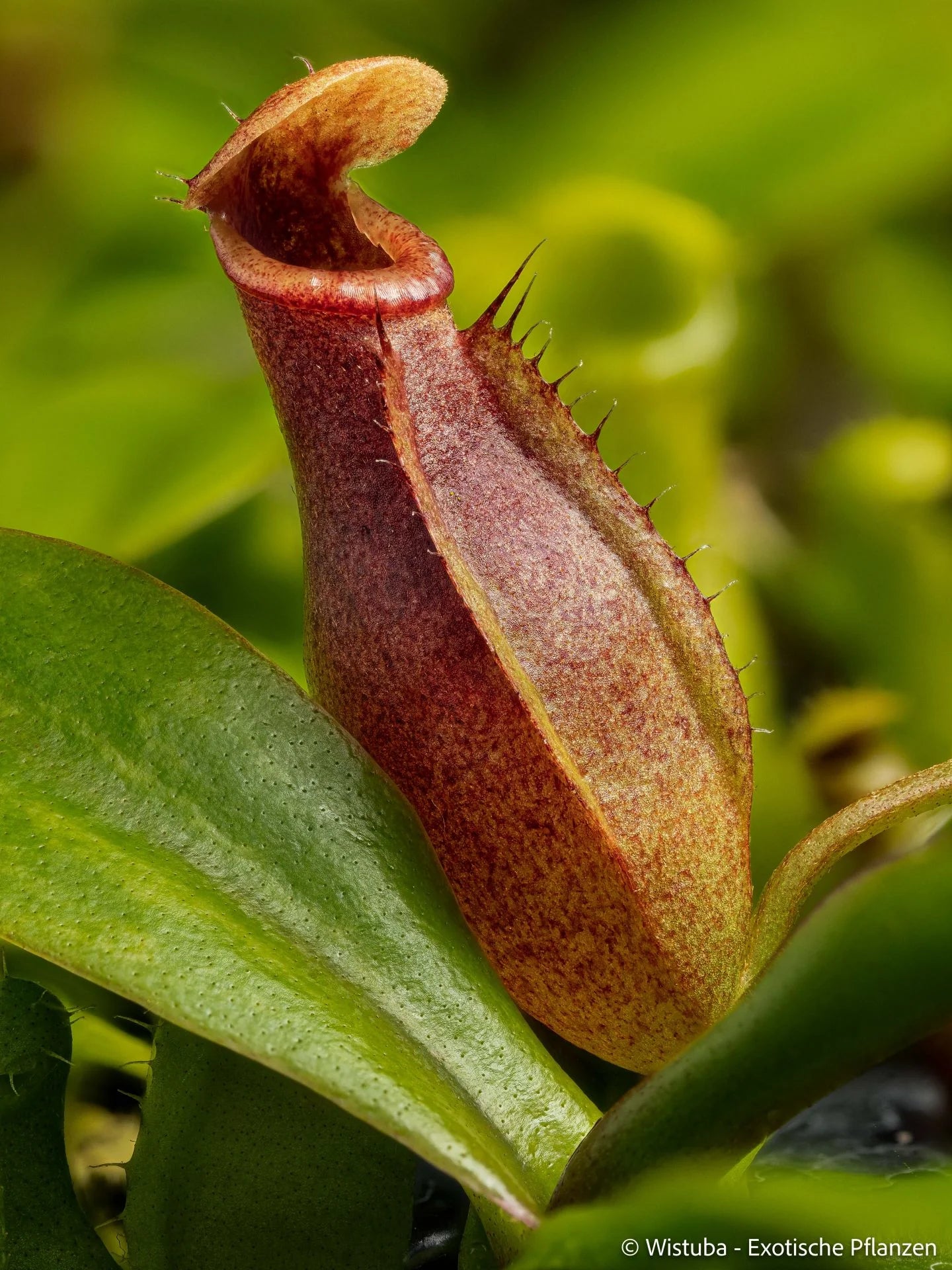 Nepenthes (bongso x inermis) x sibuyanensis 大森食虫植物農園