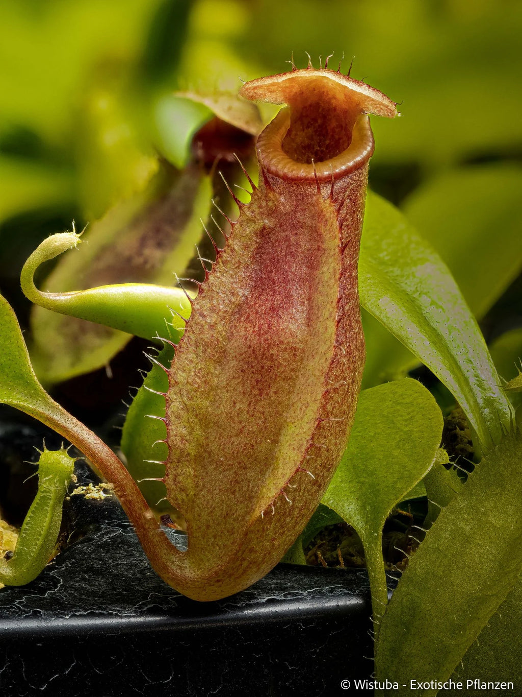 Nepenthes (bongso x inermis) x sibuyanensis 大森食虫植物農園