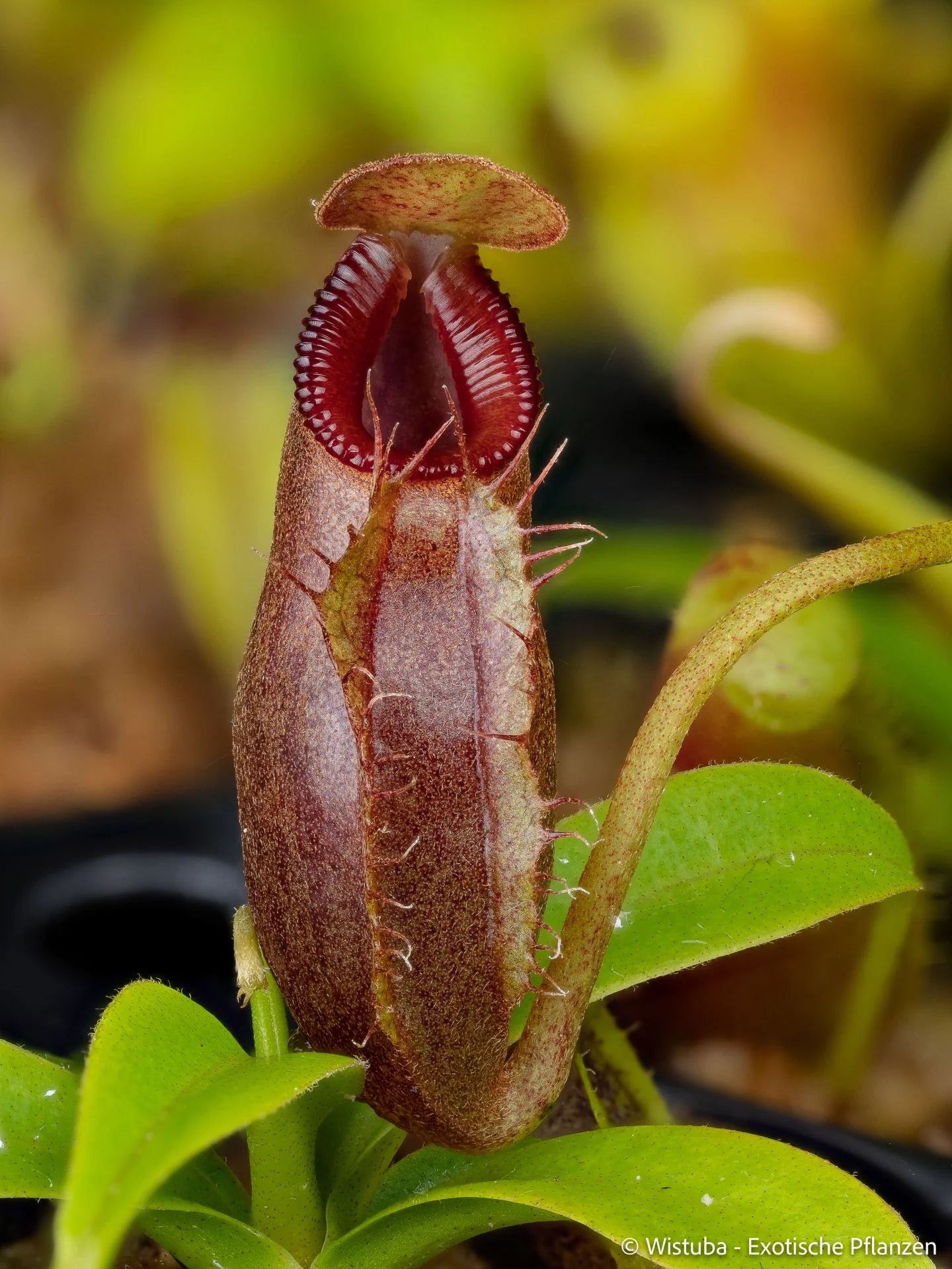 Nepenthes (bongso x inermis) x talangensis 大森食虫植物農園