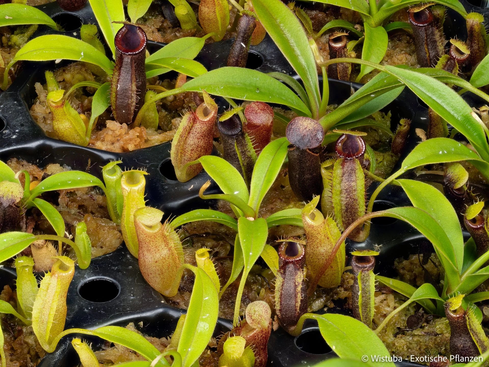 Nepenthes (bongso x inermis) x talangensis 大森食虫植物農園