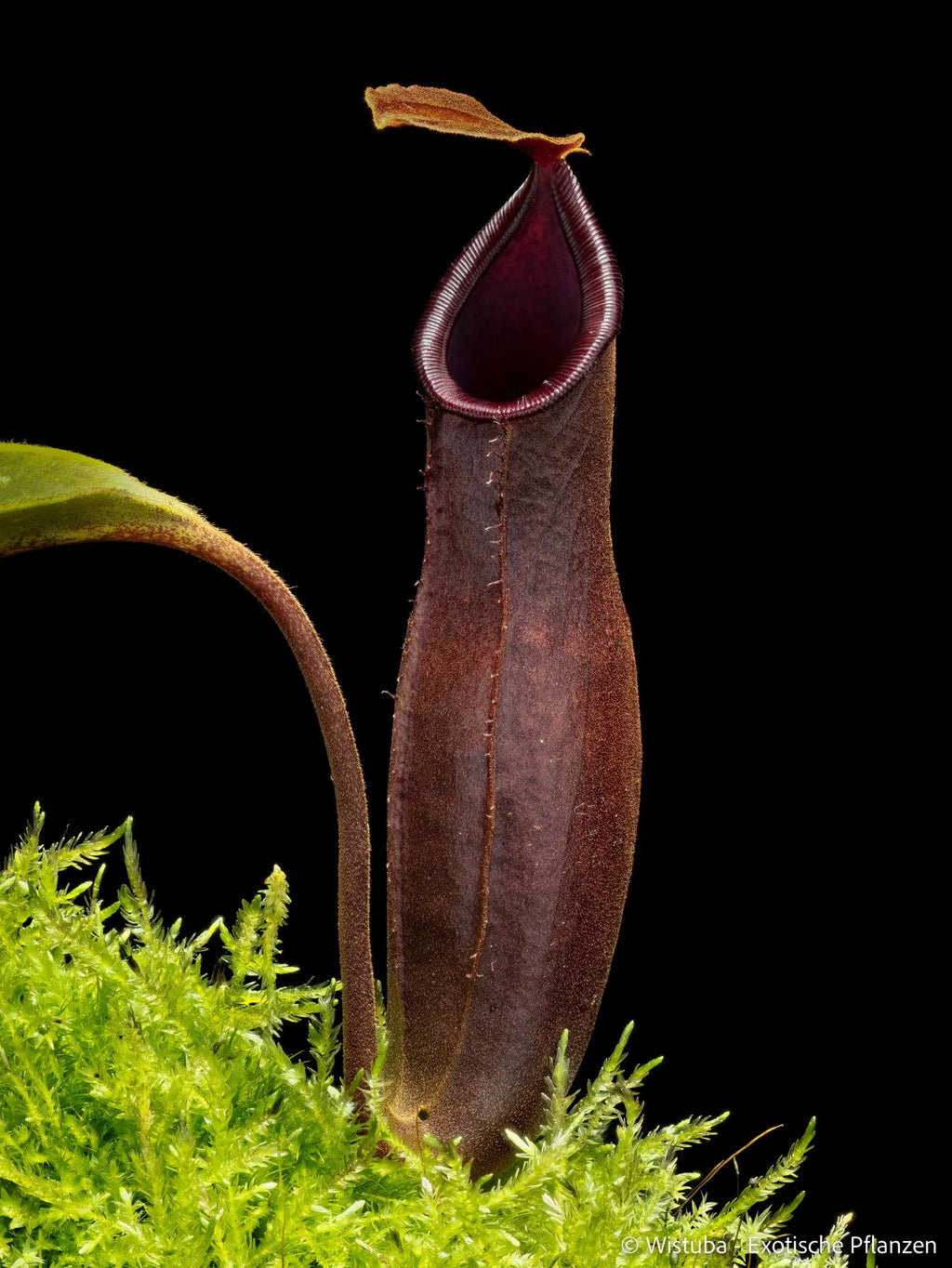 Nepenthes (bongso x inermis) x truncata 大森食虫植物農園