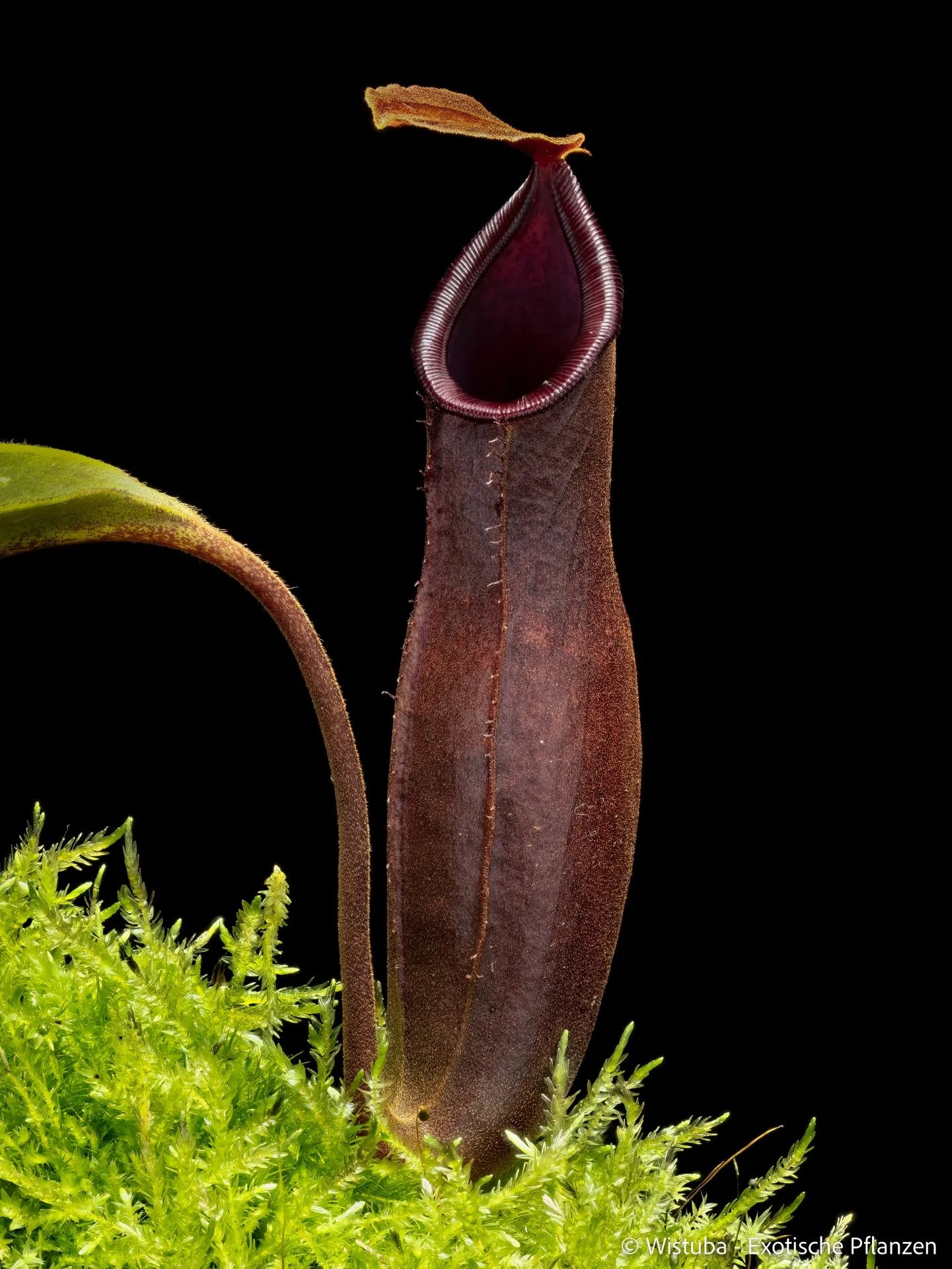 Nepenthes (bongso x inermis) x truncata 大森食虫植物農園