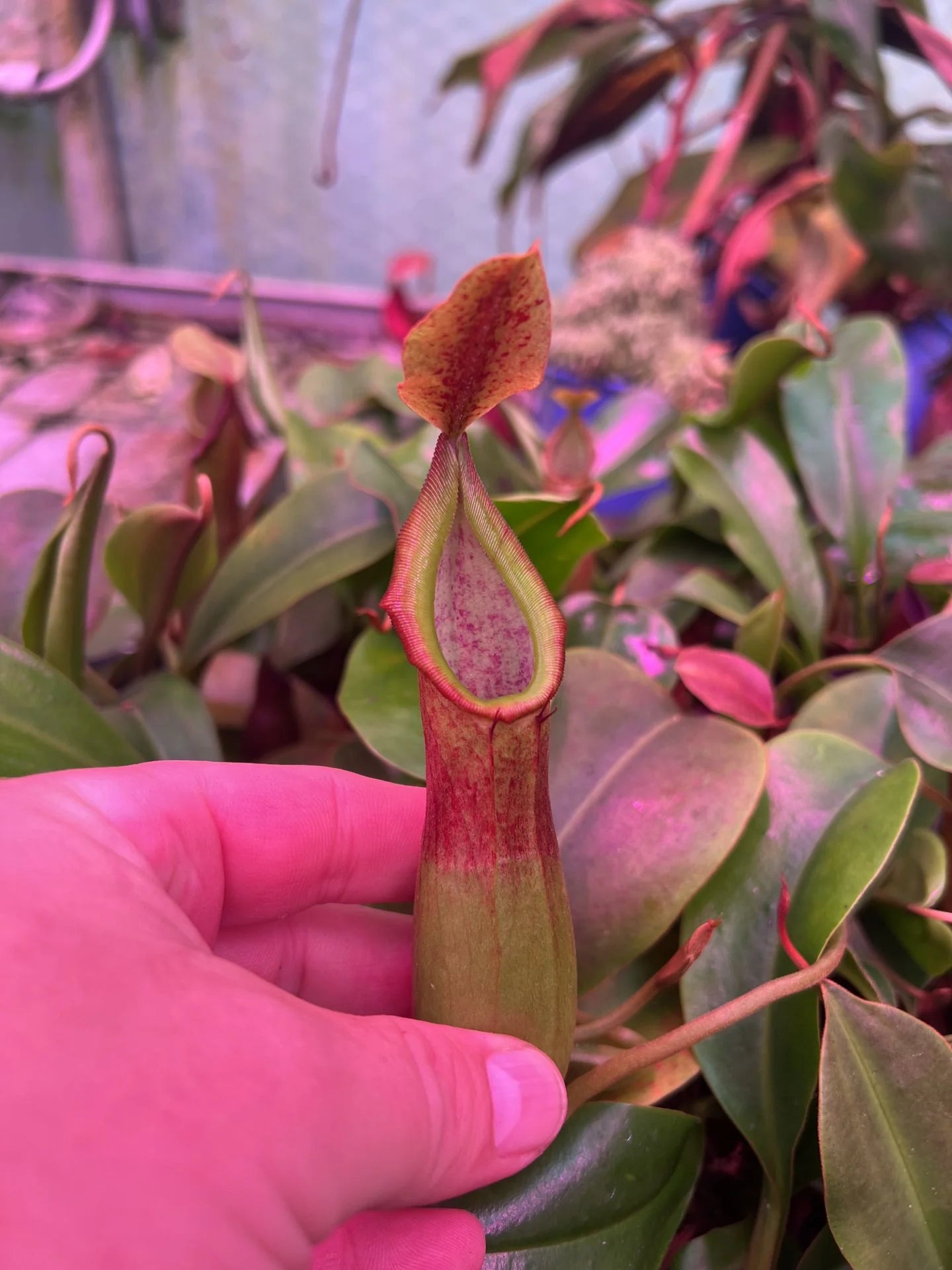 Nepenthes (bongso x inermis) x truncata 大森食虫植物農園