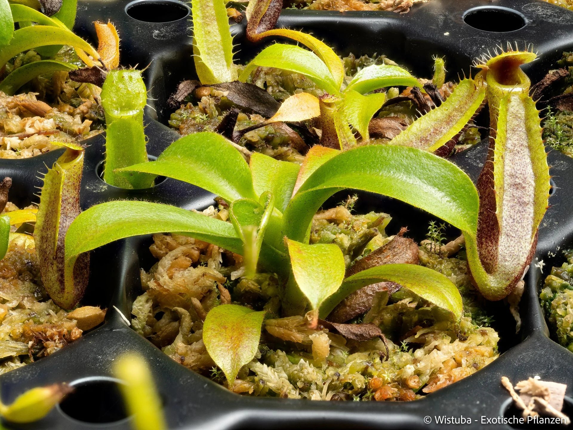 Nepenthes (bongso x inermis) x truncata 大森食虫植物農園