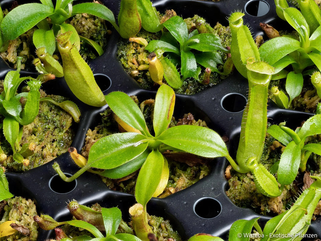 Nepenthes (bongso x inermis) x truncata 大森食虫植物農園