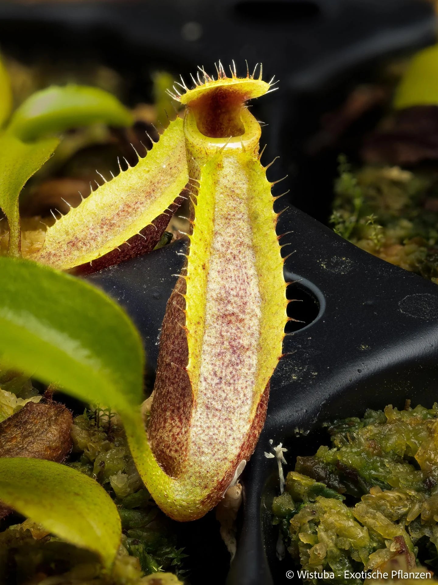Nepenthes (bongso x inermis) x truncata 大森食虫植物農園