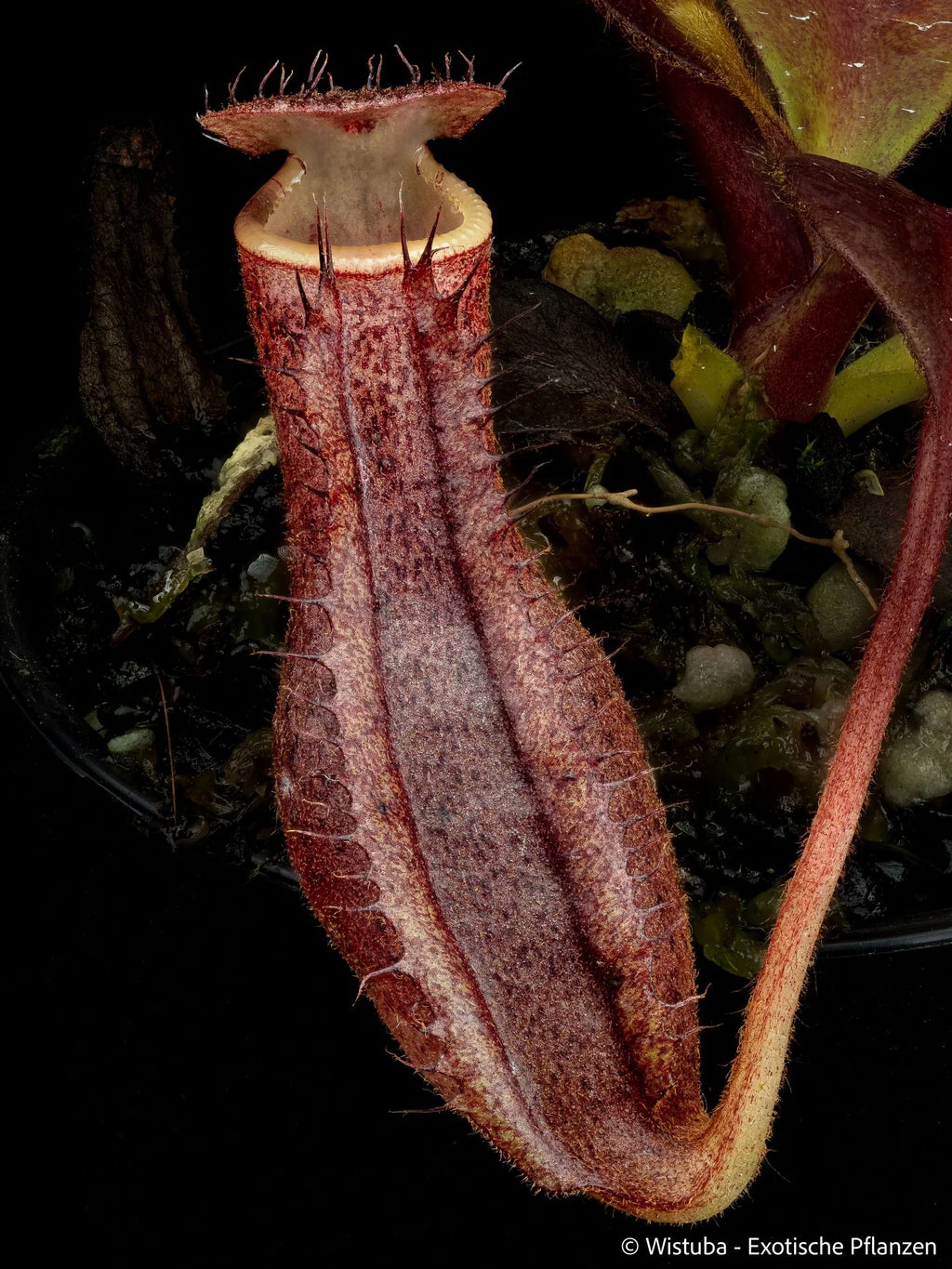 Nepenthes (boschiana x clipeata) x (lowii x clipeata) 大森食虫植物農園