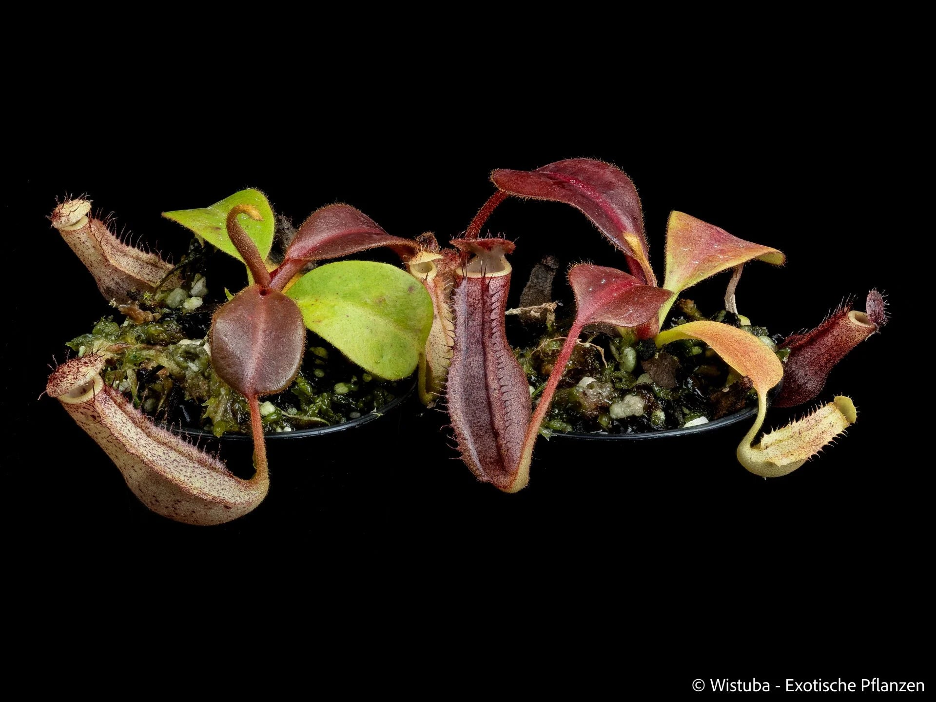 Nepenthes (boschiana x clipeata) x (lowii x clipeata) 大森食虫植物農園
