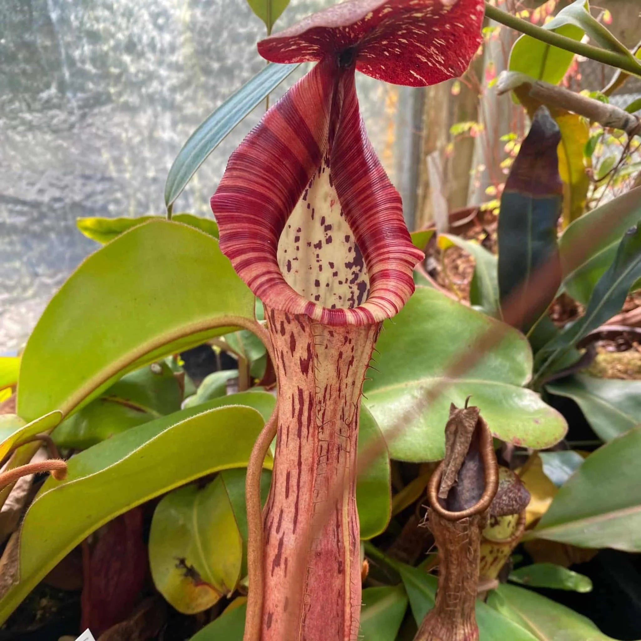 Nepenthes (boshiana x clipeata) x (lowii x clipeata), 14-20 cm 大森食虫植物農園