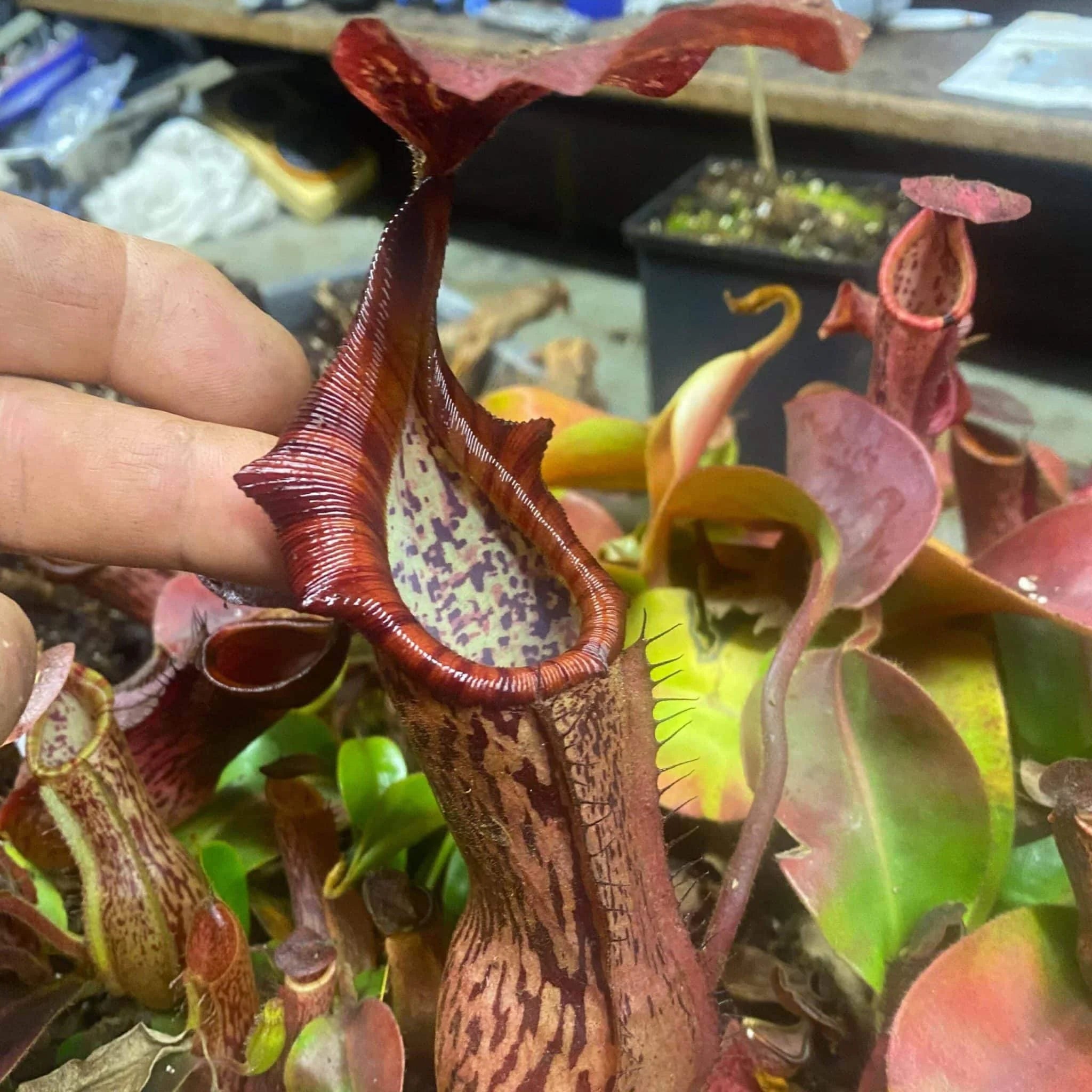 Nepenthes (boshiana x veitchii) x veitchii Candy, 10-14 cm 大森食虫植物農園