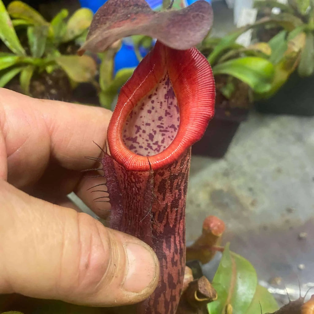 Nepenthes (boshiana x veitchii) x veitchii Candy, 10-14 cm 大森食虫植物農園