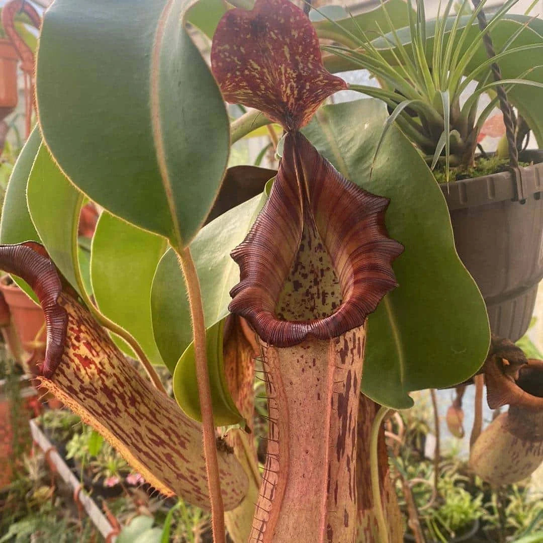 Nepenthes (boshiana x veitchii) x veitchii Candy, 10-14 cm 大森食虫植物農園