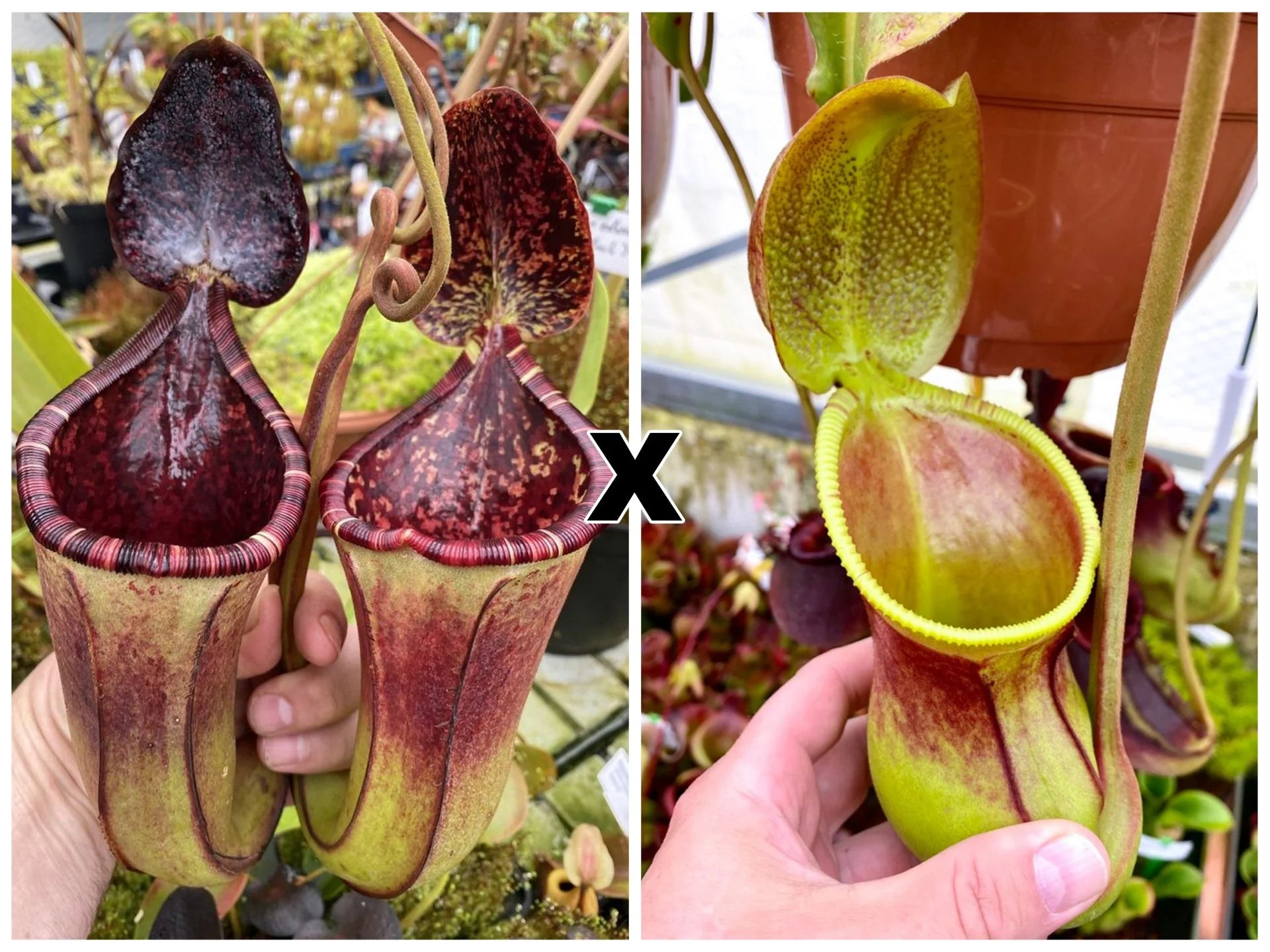 Nepenthes (burbidgeae x lowii) x ephippiata 大森食虫植物農園