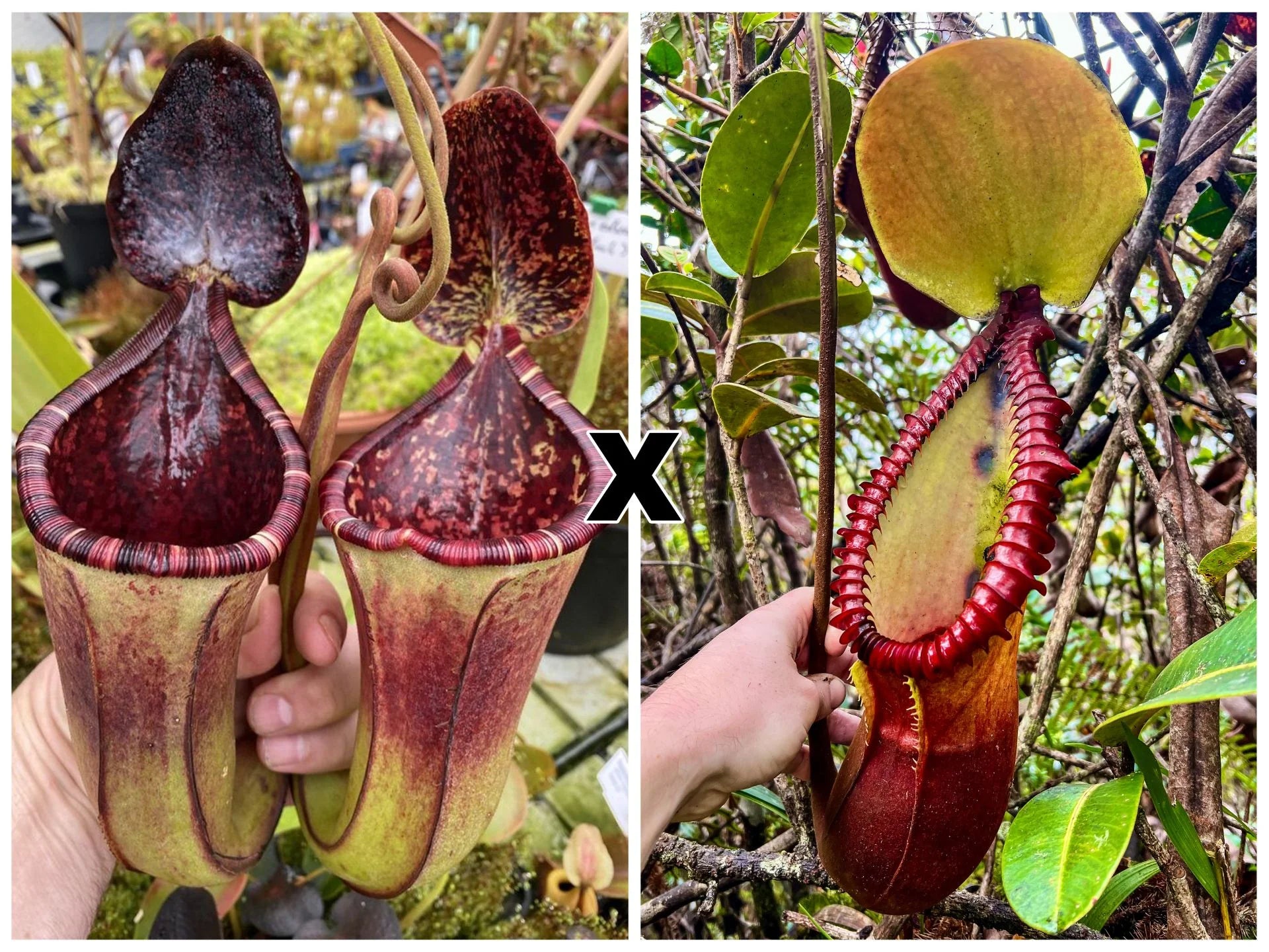 Nepenthes (burbidgeae x lowii) x macrophylla 大森食虫植物農園